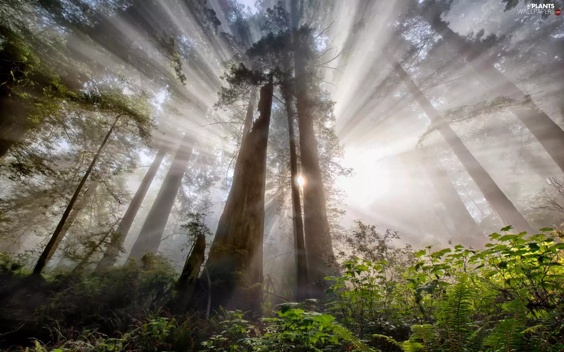 viewes, redwoods, forest, trees, light breaking through sky