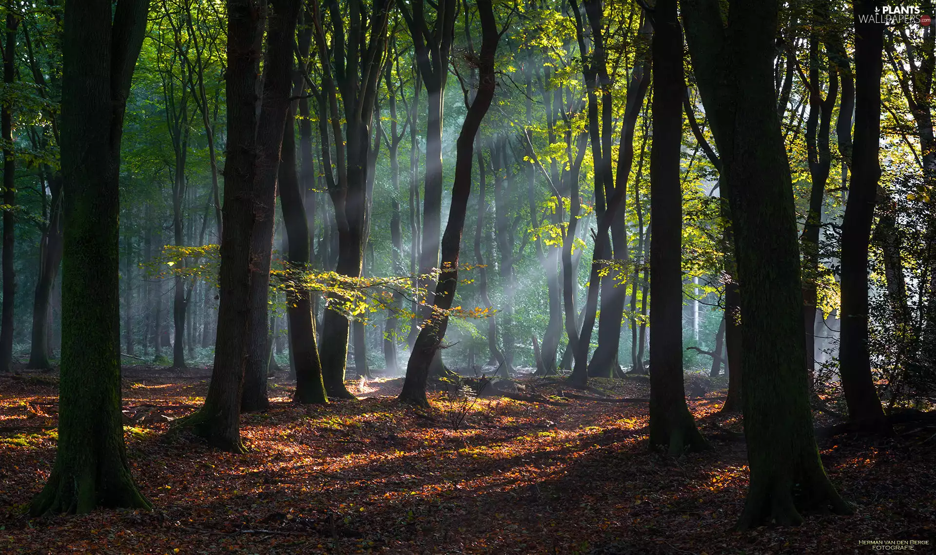 trees, viewes, forest, Fog, light breaking through sky