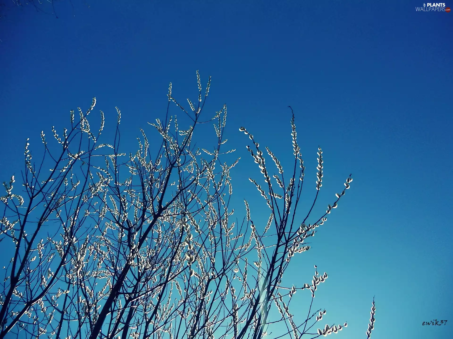 database, Sky, Garden, trees, Spring