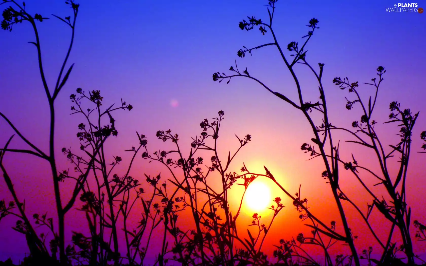 grass, east, sun, Sky