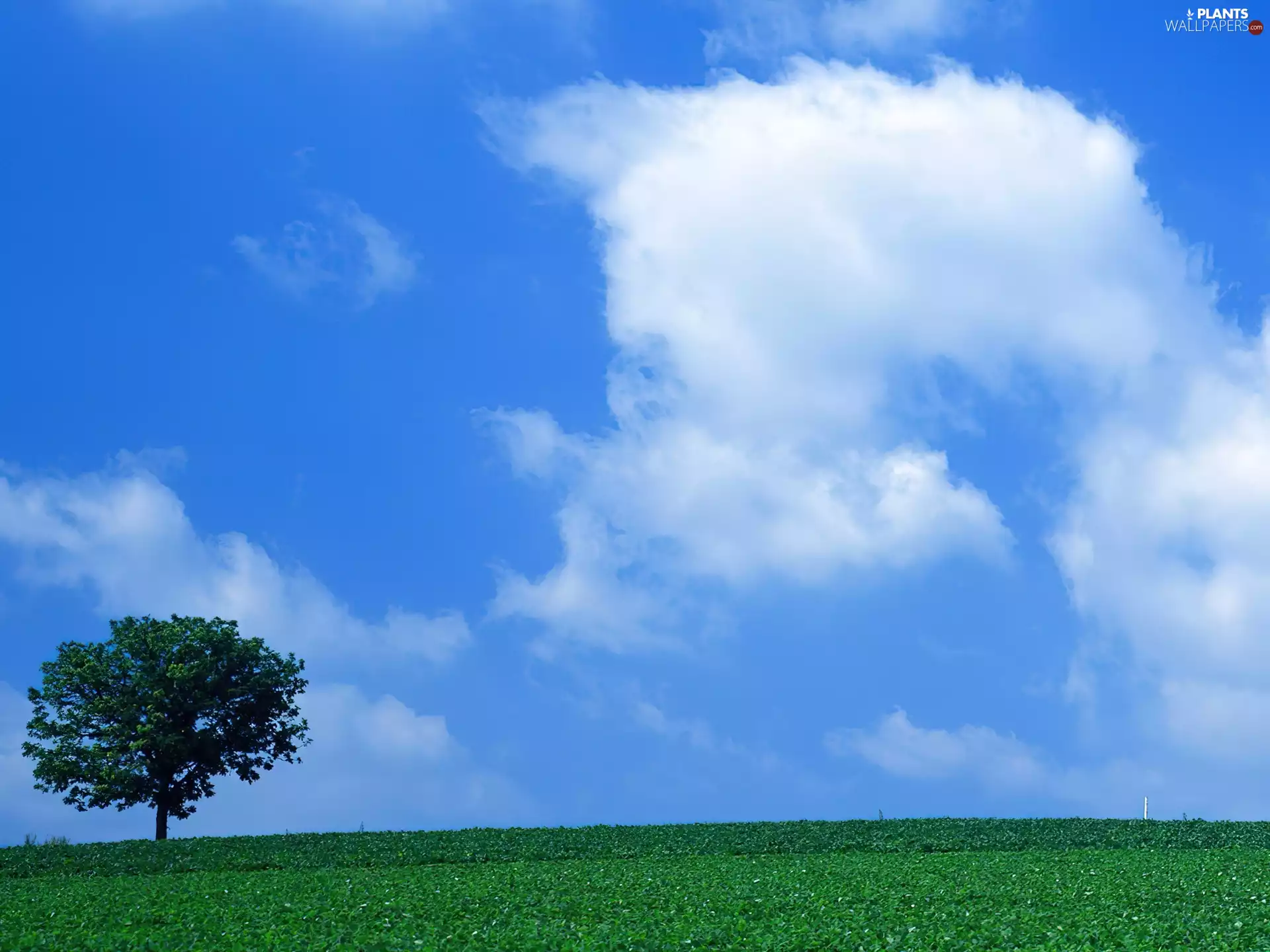 grass, Meadow, blue, Sky, trees, Green