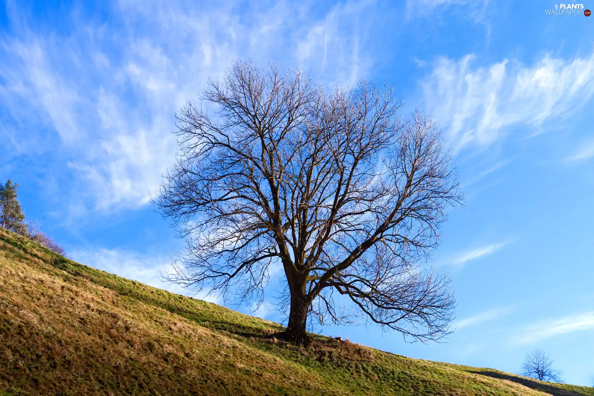 Sky, trees, Hill