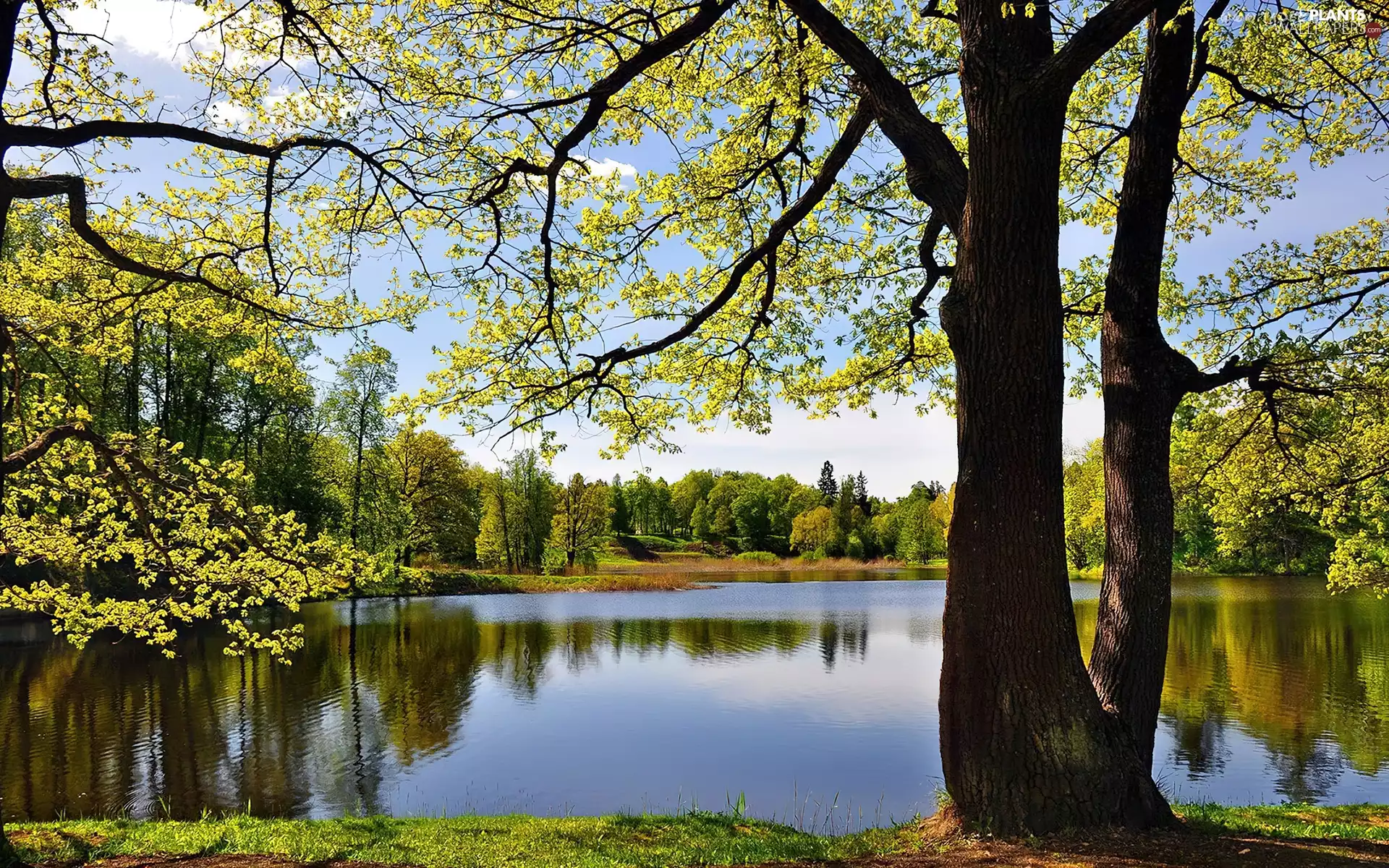 lake, trees, forest, Sky