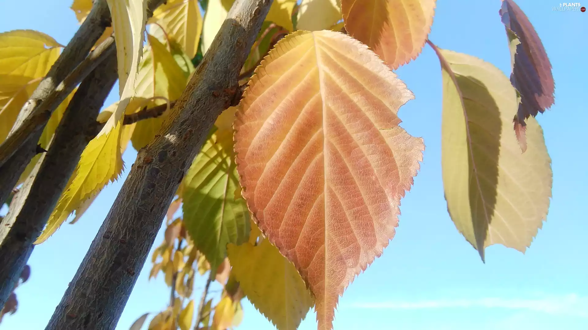 Sky, Autumn, Leaf