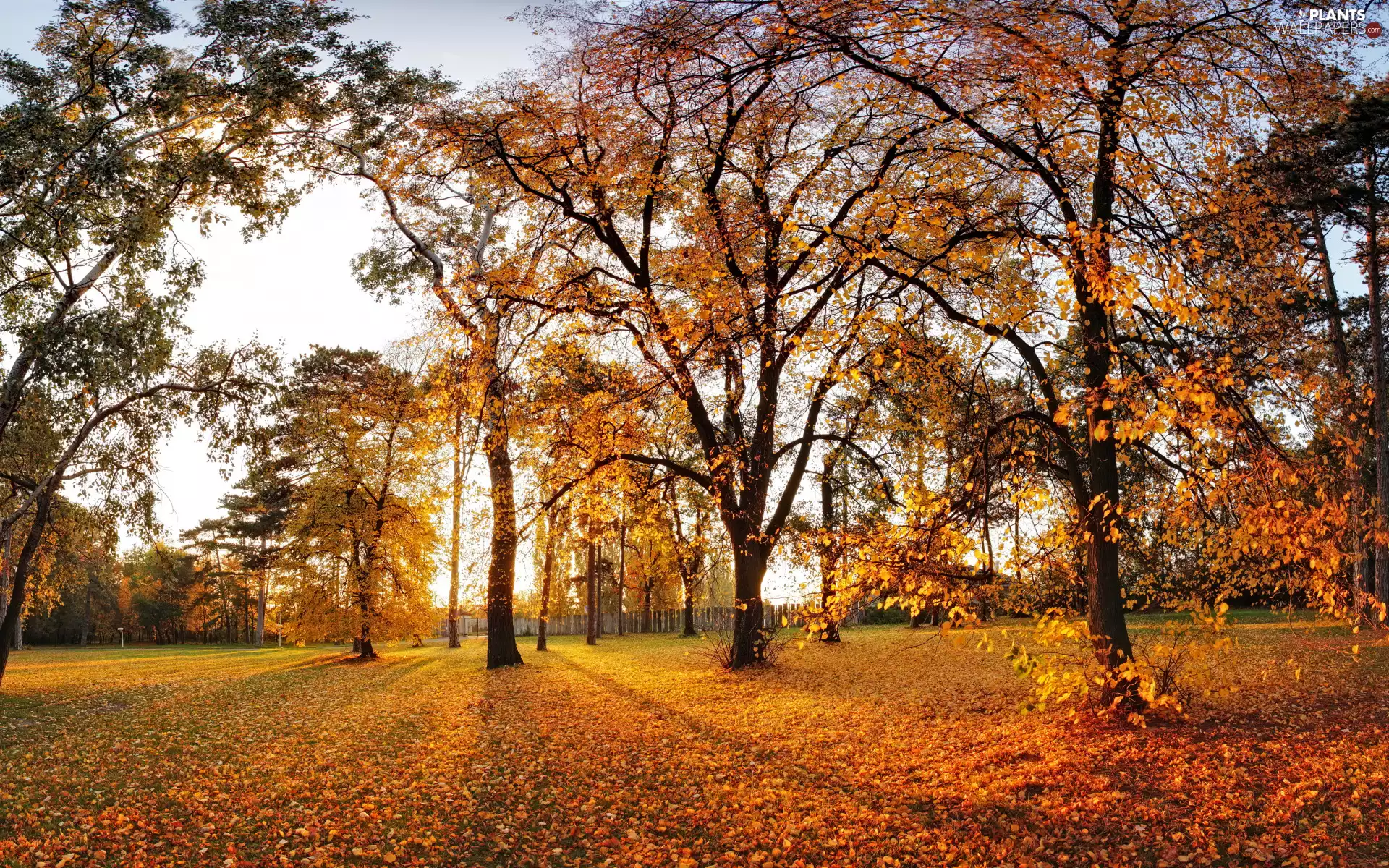 trees, autumn, Park, Sky, viewes, Leaf