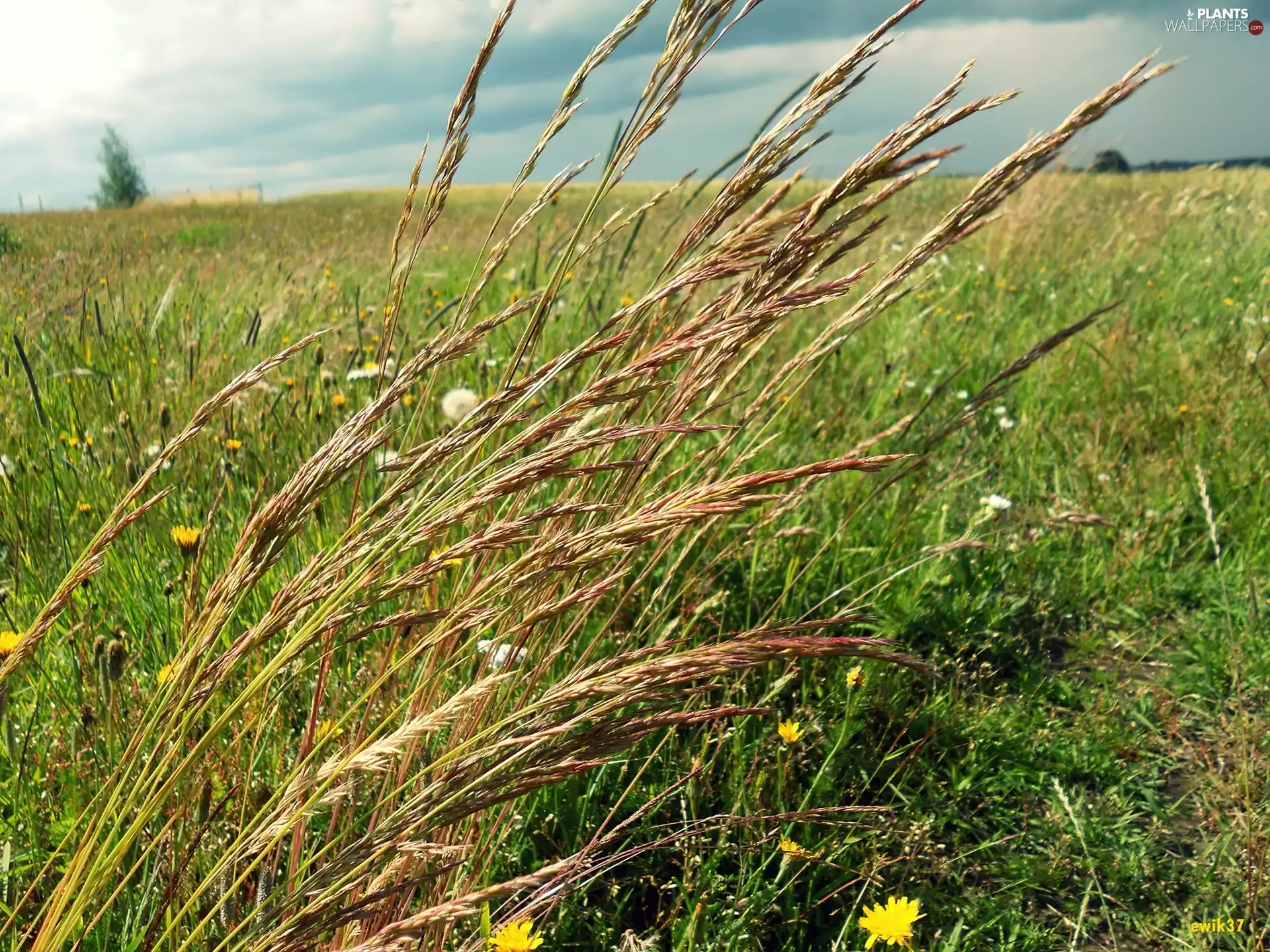 Sky, grass, Meadow