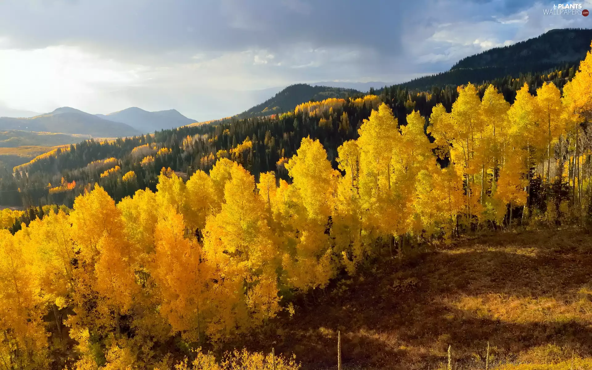 Yellow, autumn, viewes, Sky, trees, Mountains
