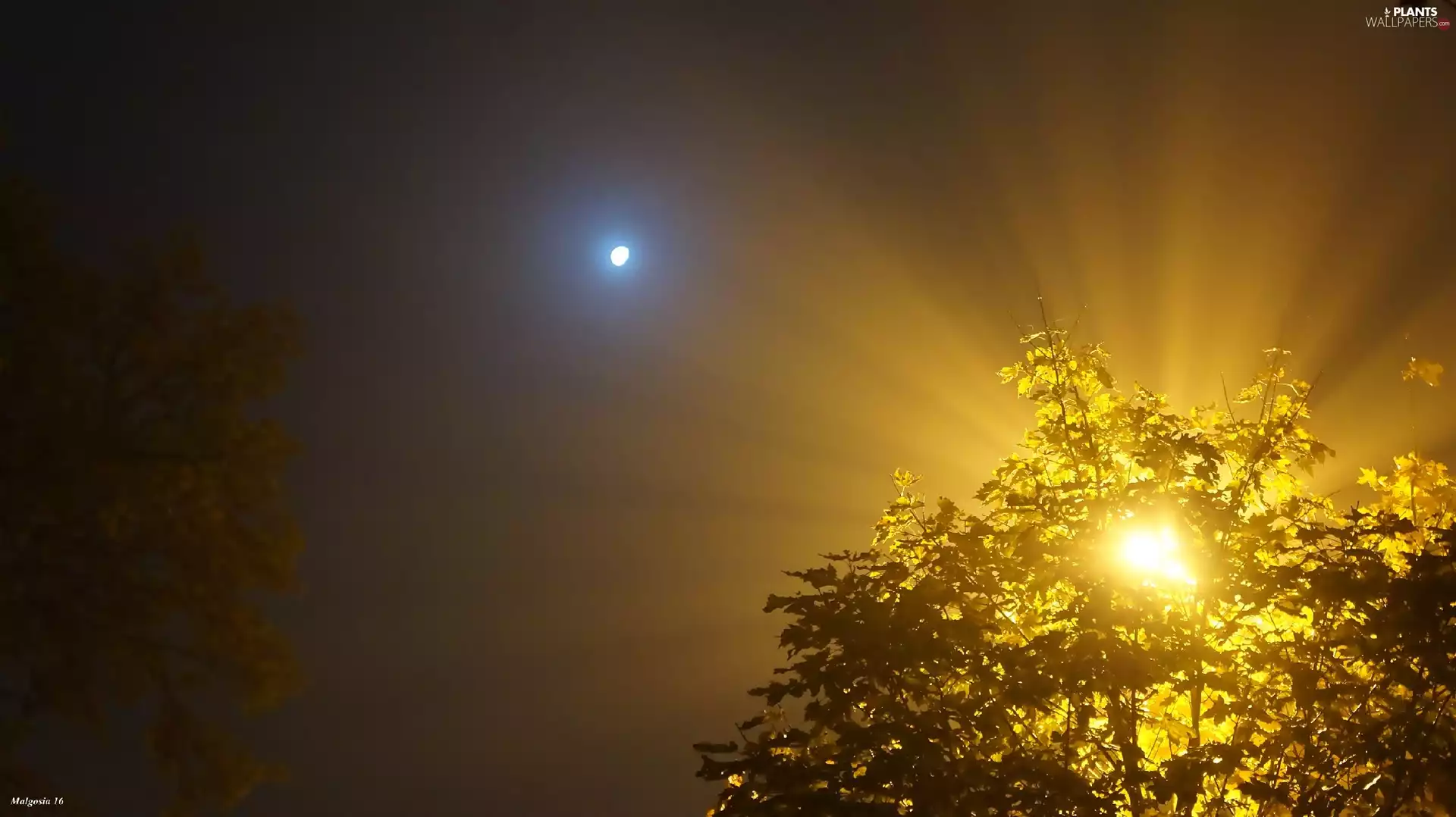 light breaking through sky, trees, Night