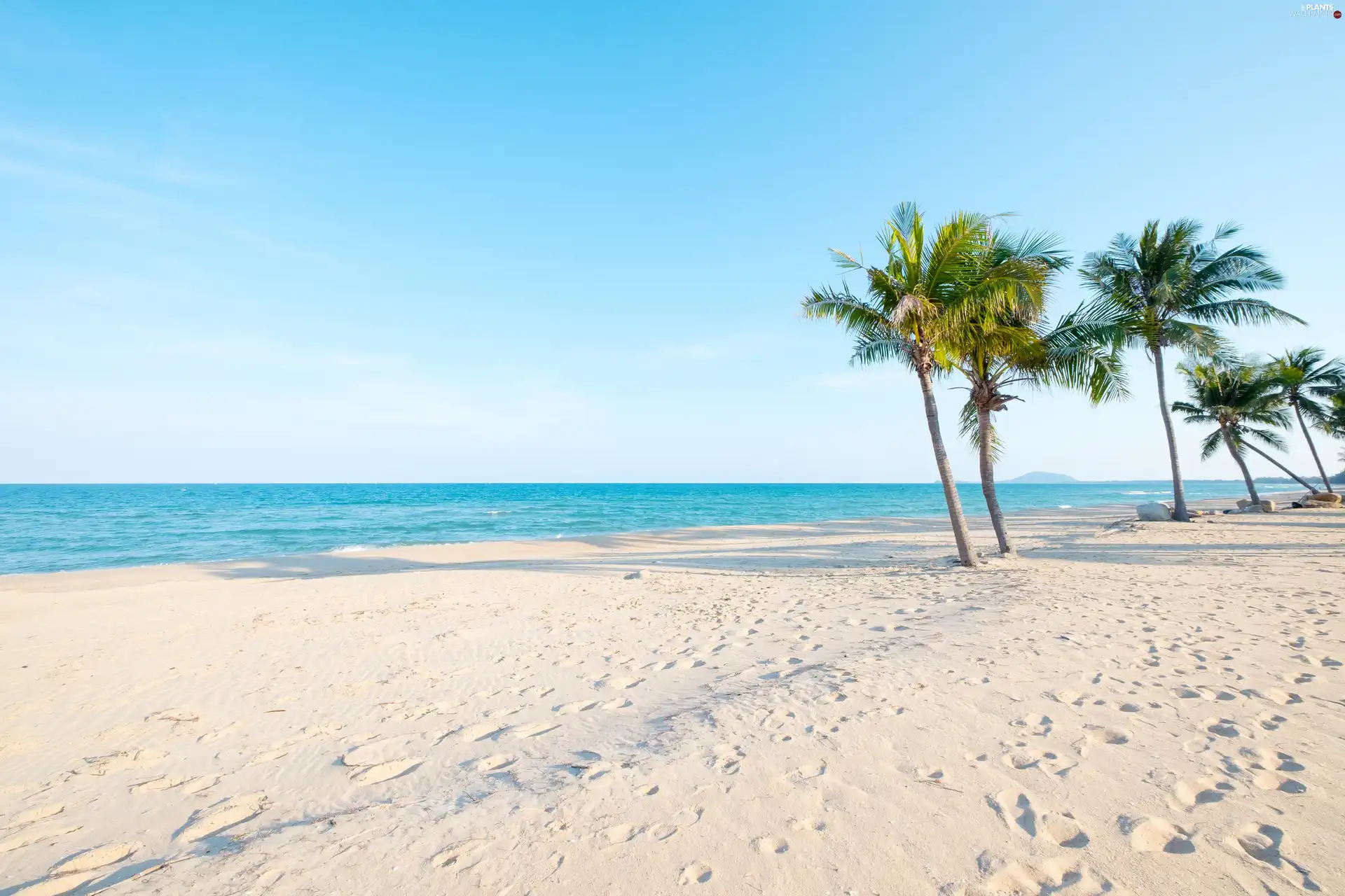 blue, Sky, Palms, sea, Beaches