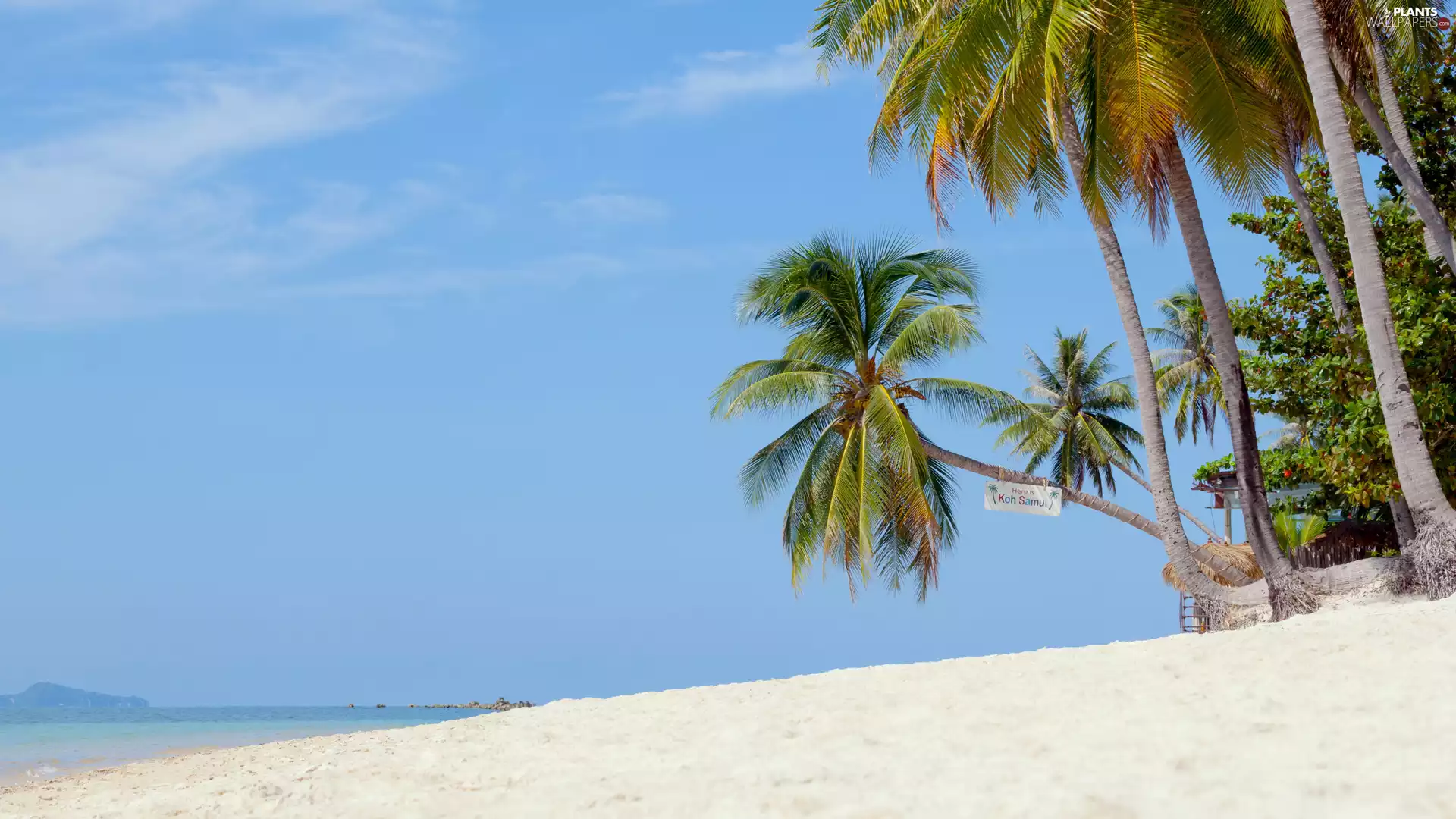 Sky, Beaches, Palms