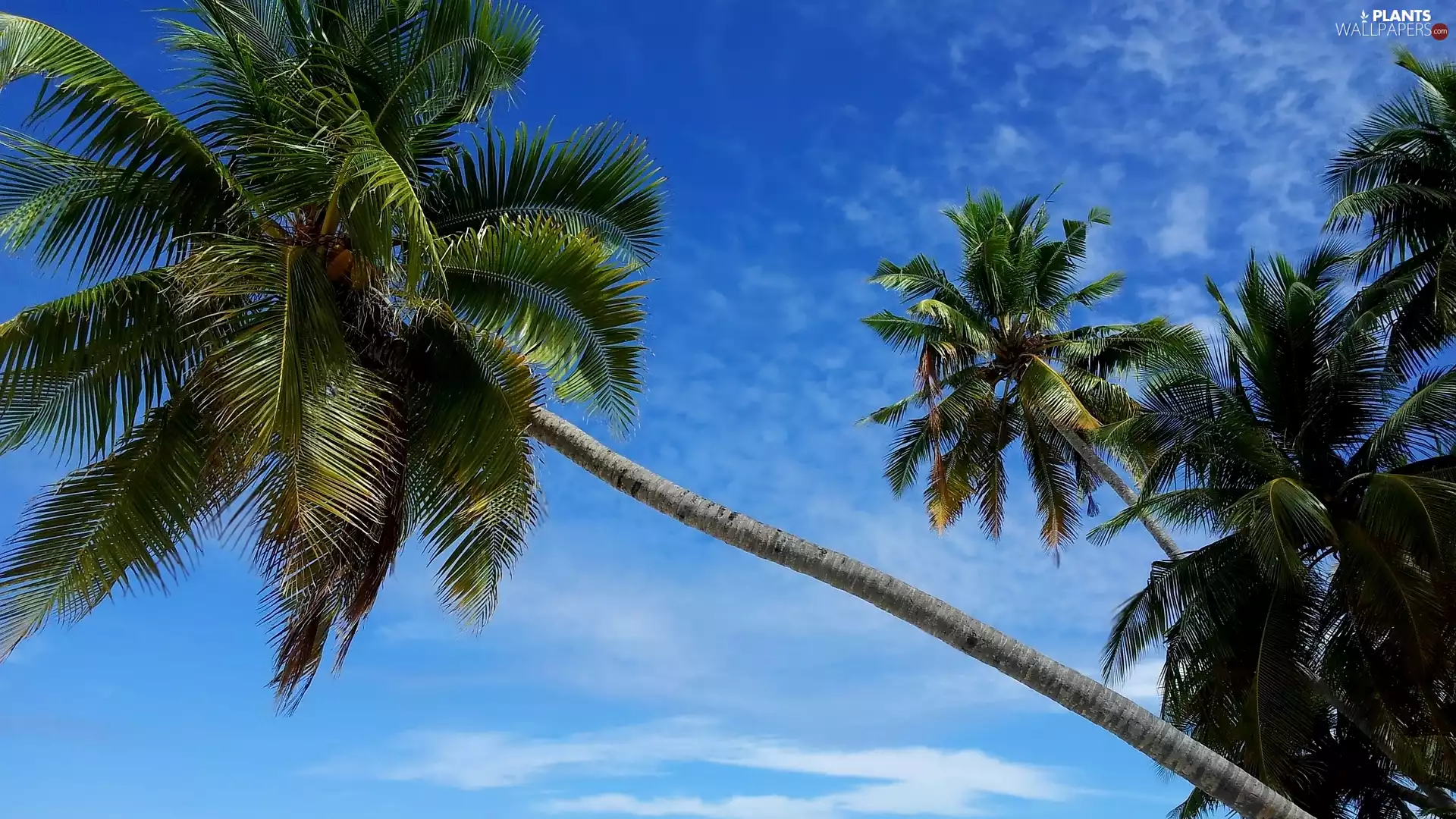 Sky, inclined, Palms