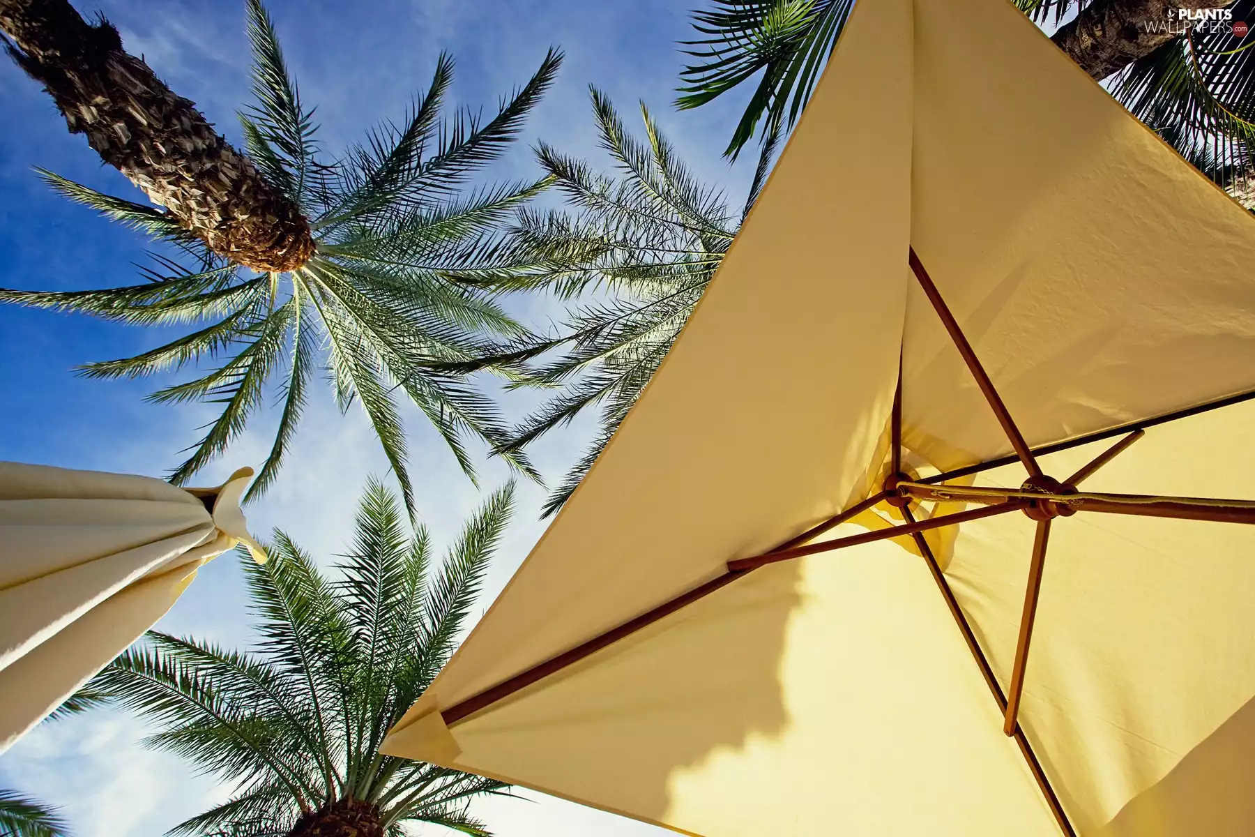Sky, Sunshade, Palms