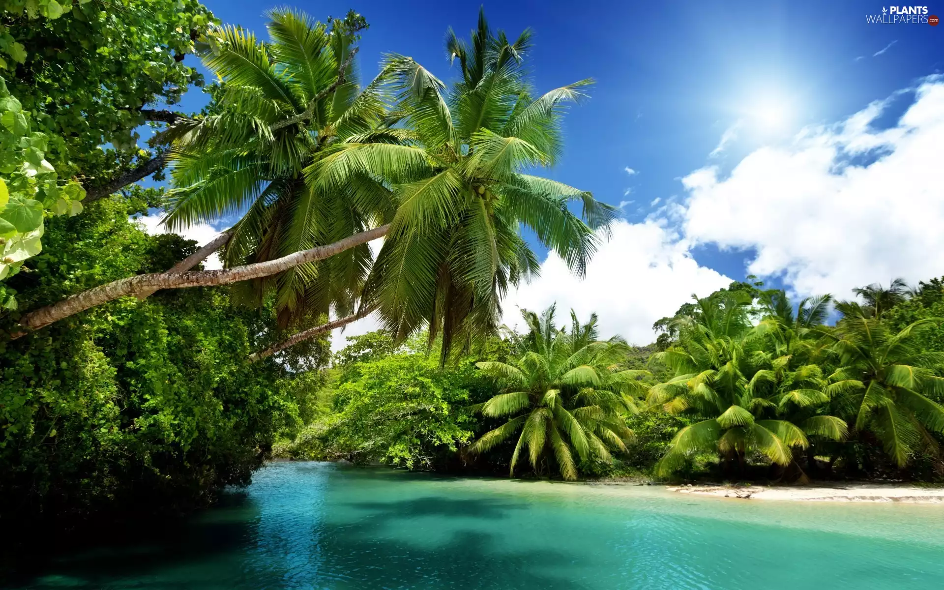 Palms, sun, Tropical, Sky