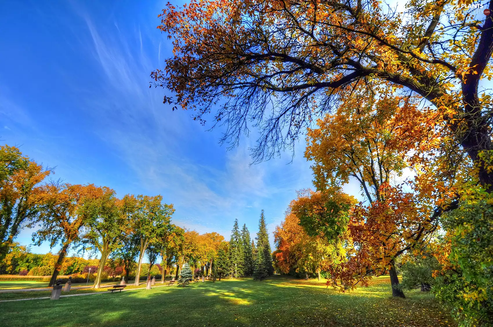 viewes, Sky, Park, trees, autumn