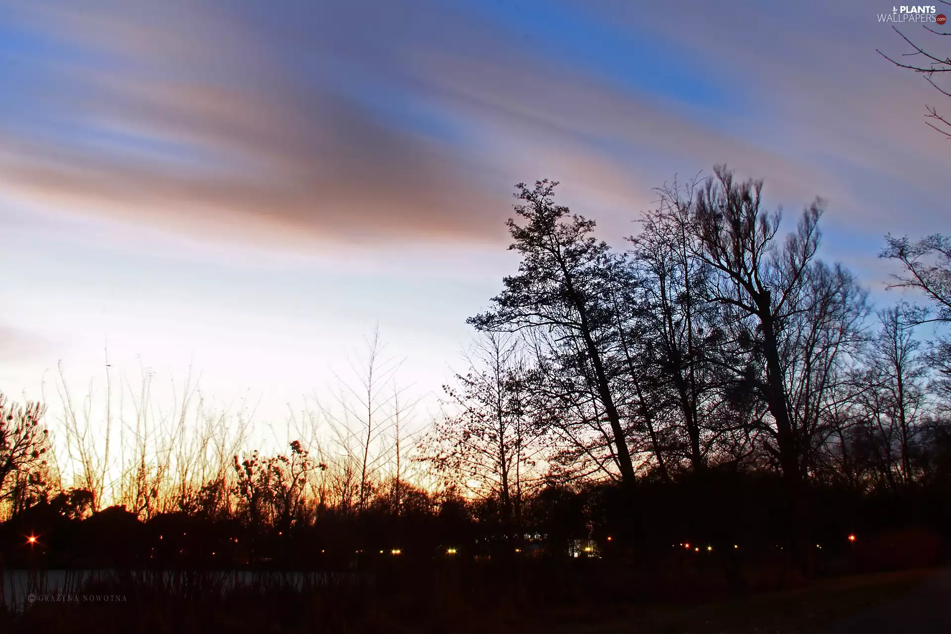 viewes, Sky, Park, trees, evening