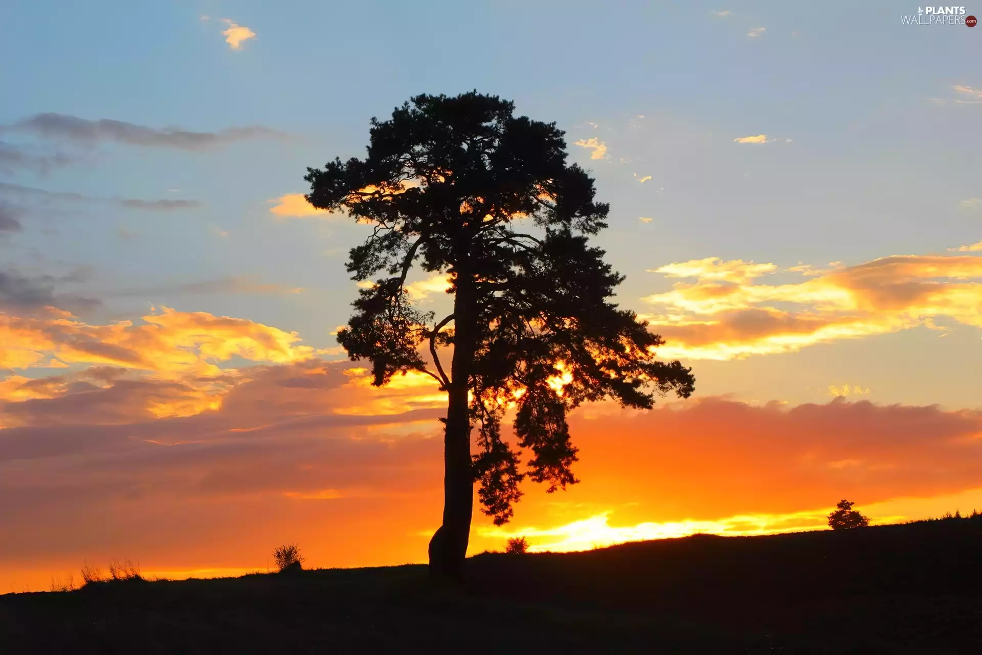 sun, Sky, pine, west, Lonely