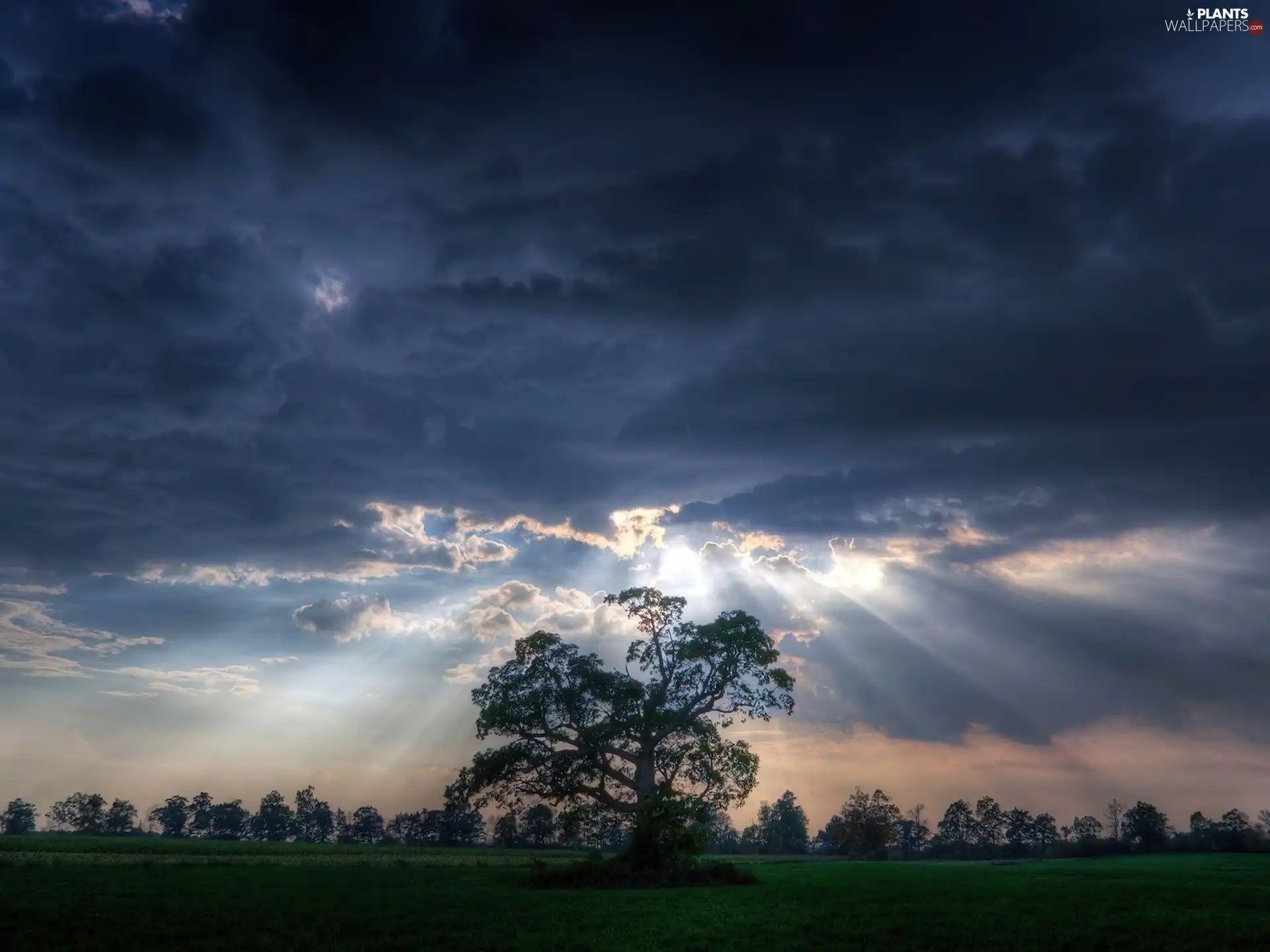 Sky, trees, rays