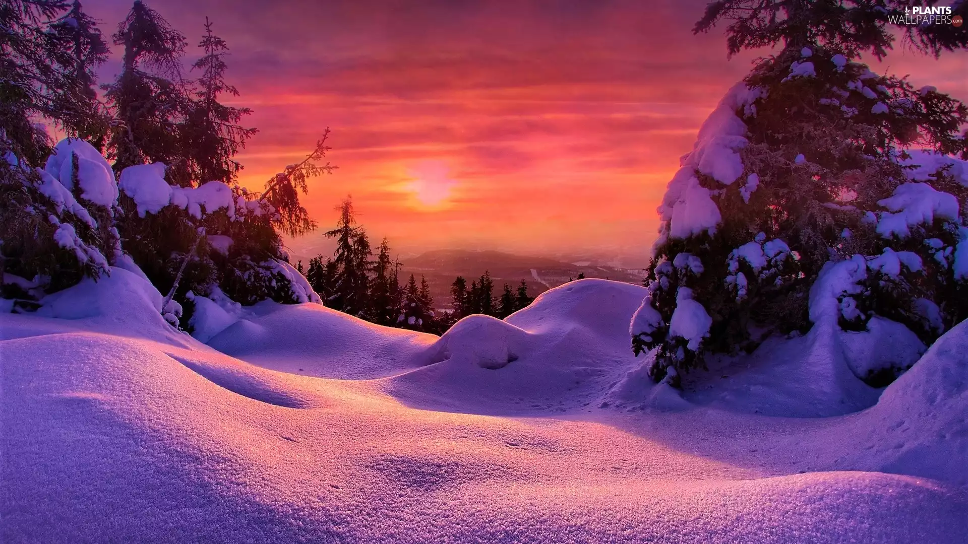 trees, winter, Red, Sky, viewes, Great Sunsets