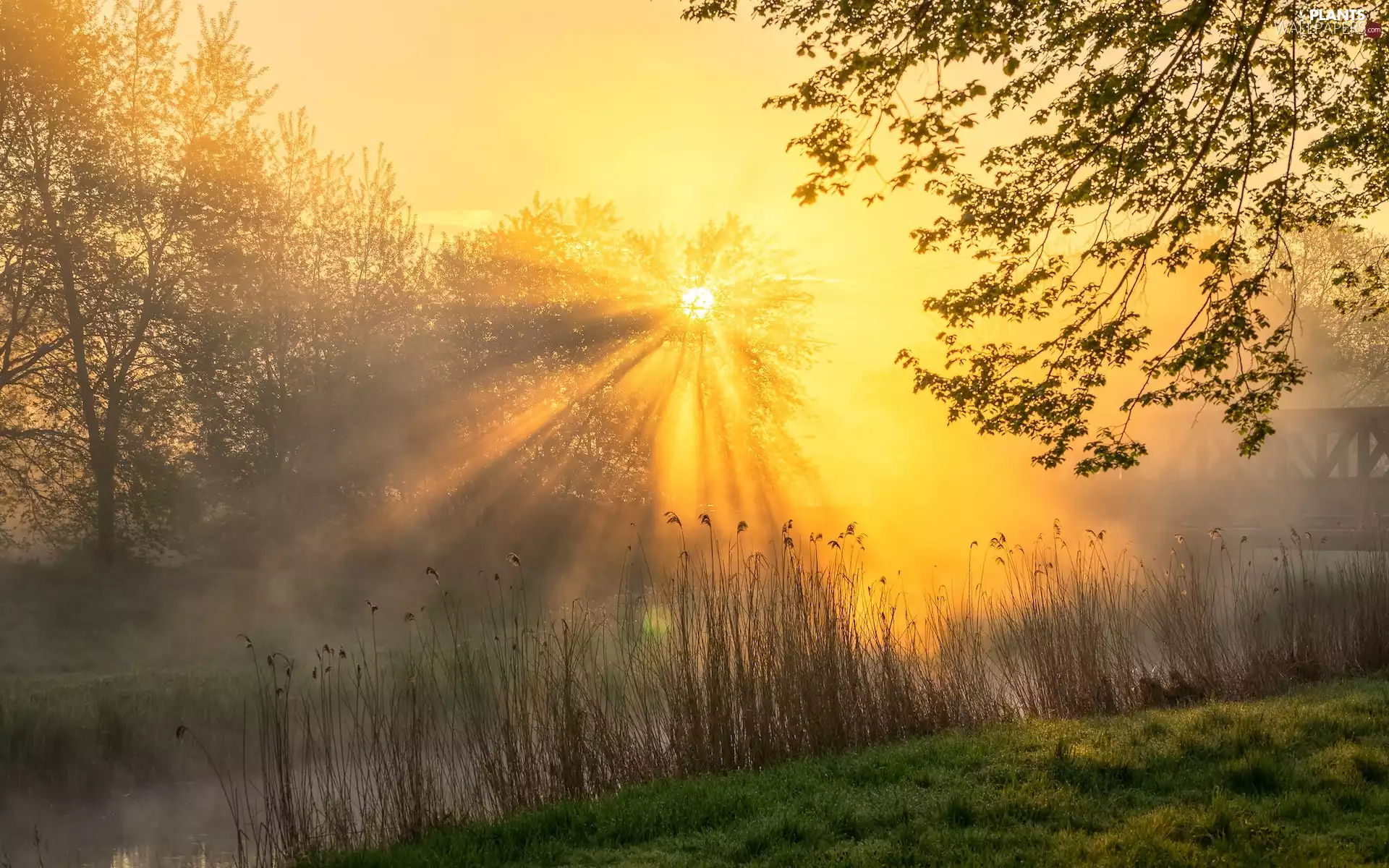 rushes, Fog, River, trees, light breaking through sky