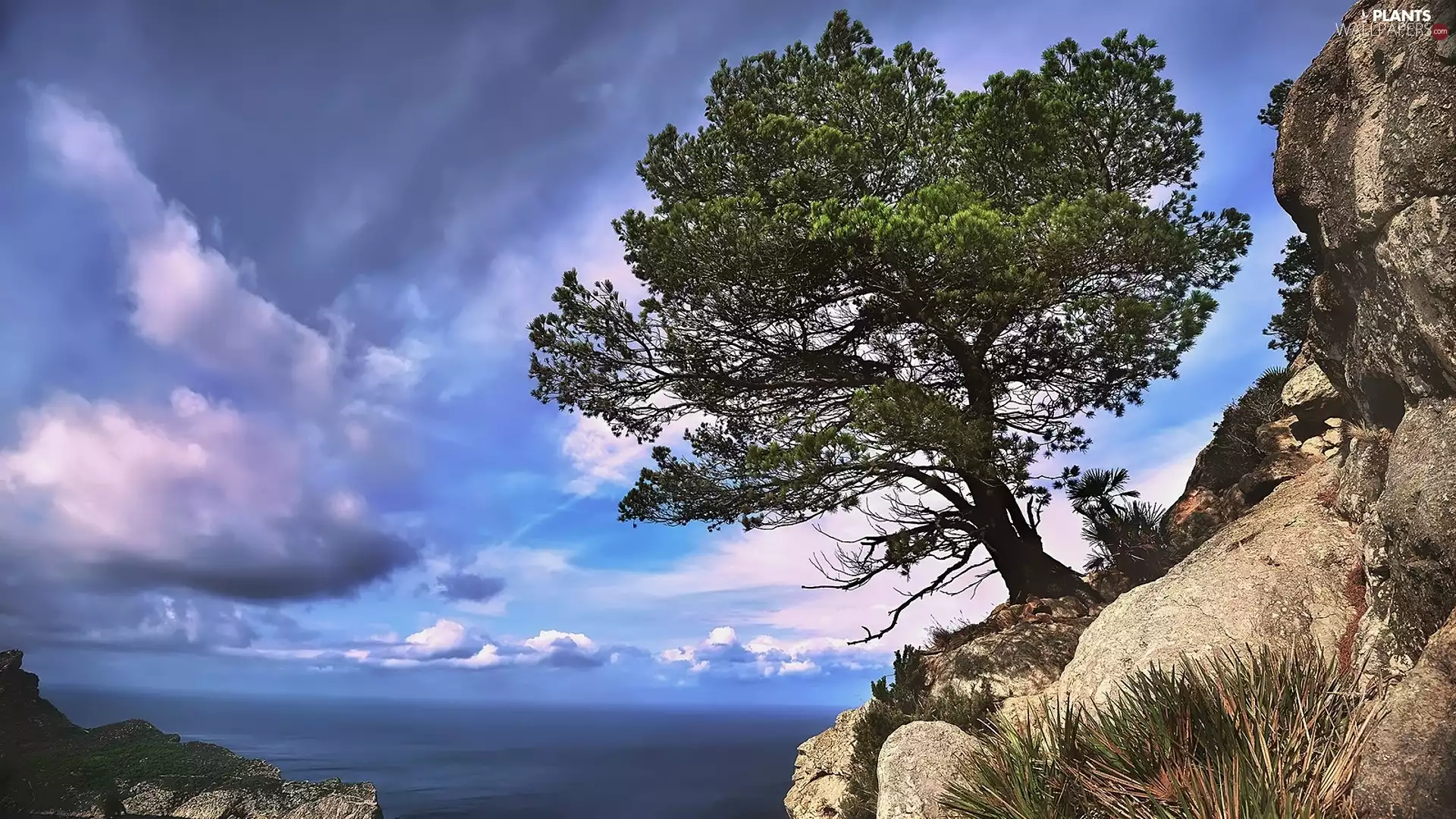 trees, sea, blue, Sky, clouds, rocks