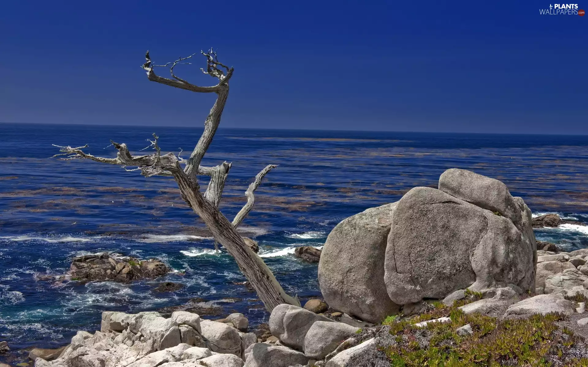 sea, Stones, trees, Sky