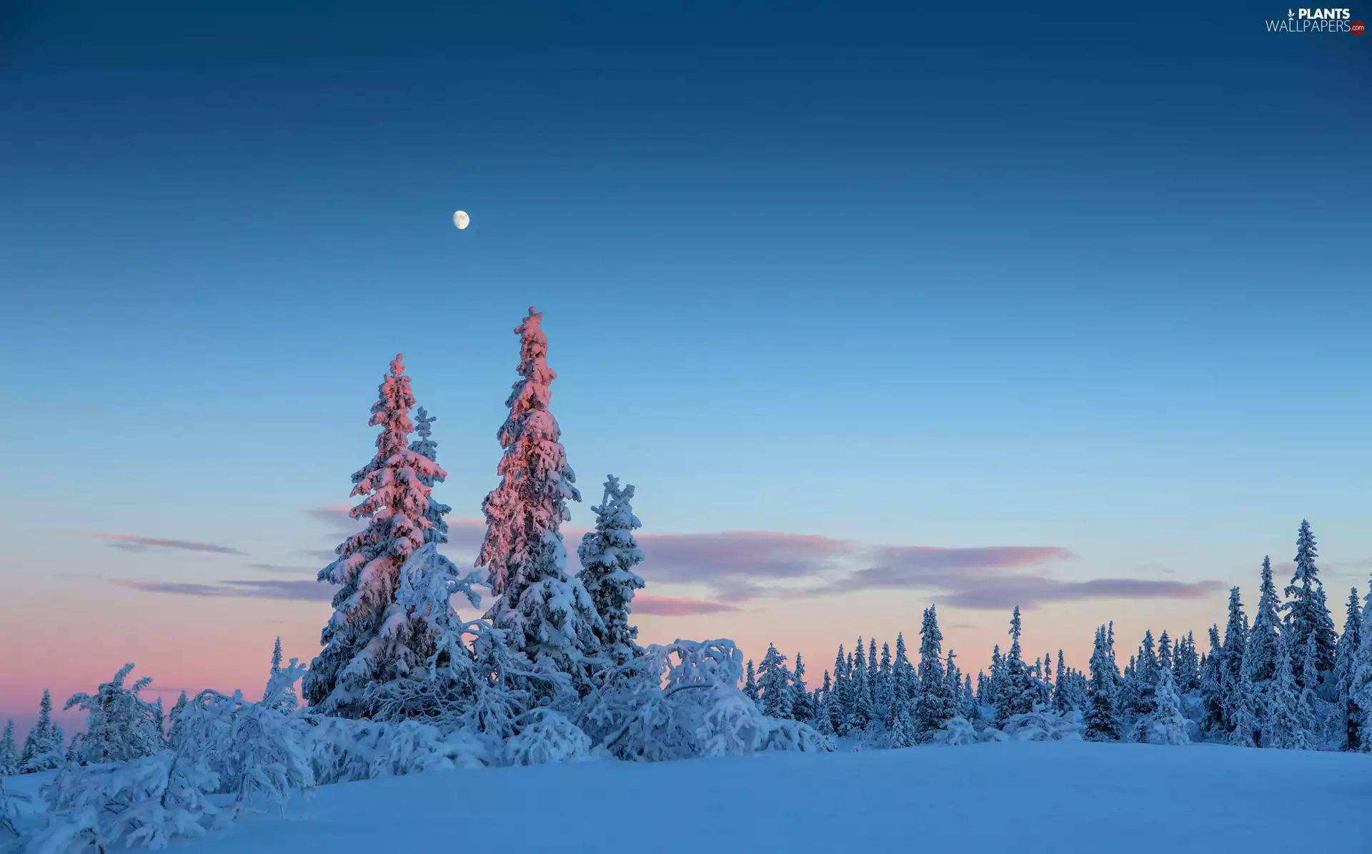 trees, winter, forest, Sky, viewes, snow