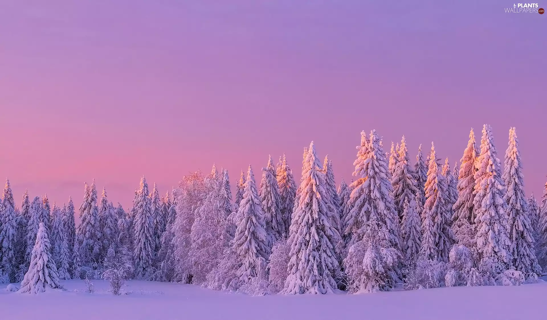 trees, winter, Pinkish, Sky, viewes, snow