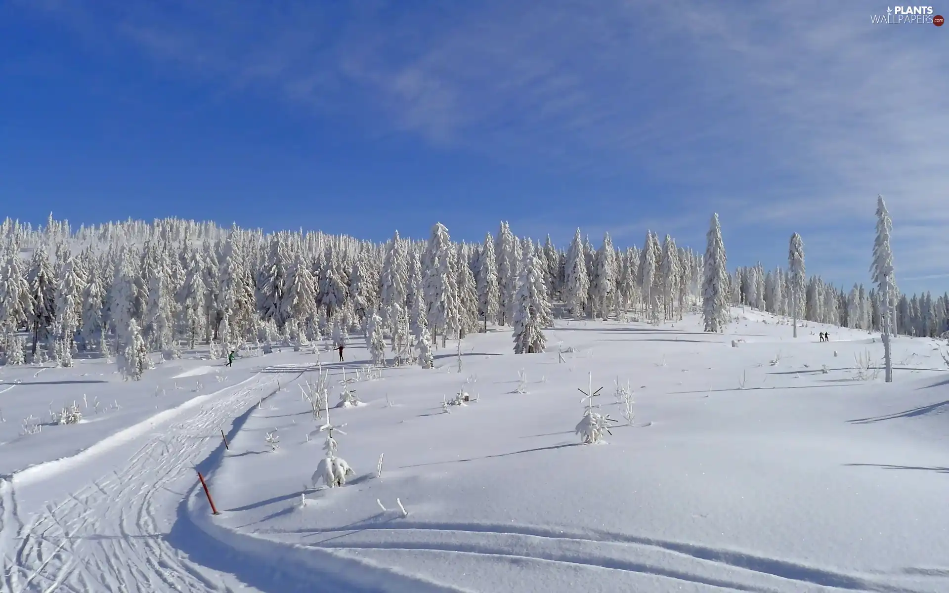 Sky, snow, viewes, woods, trees