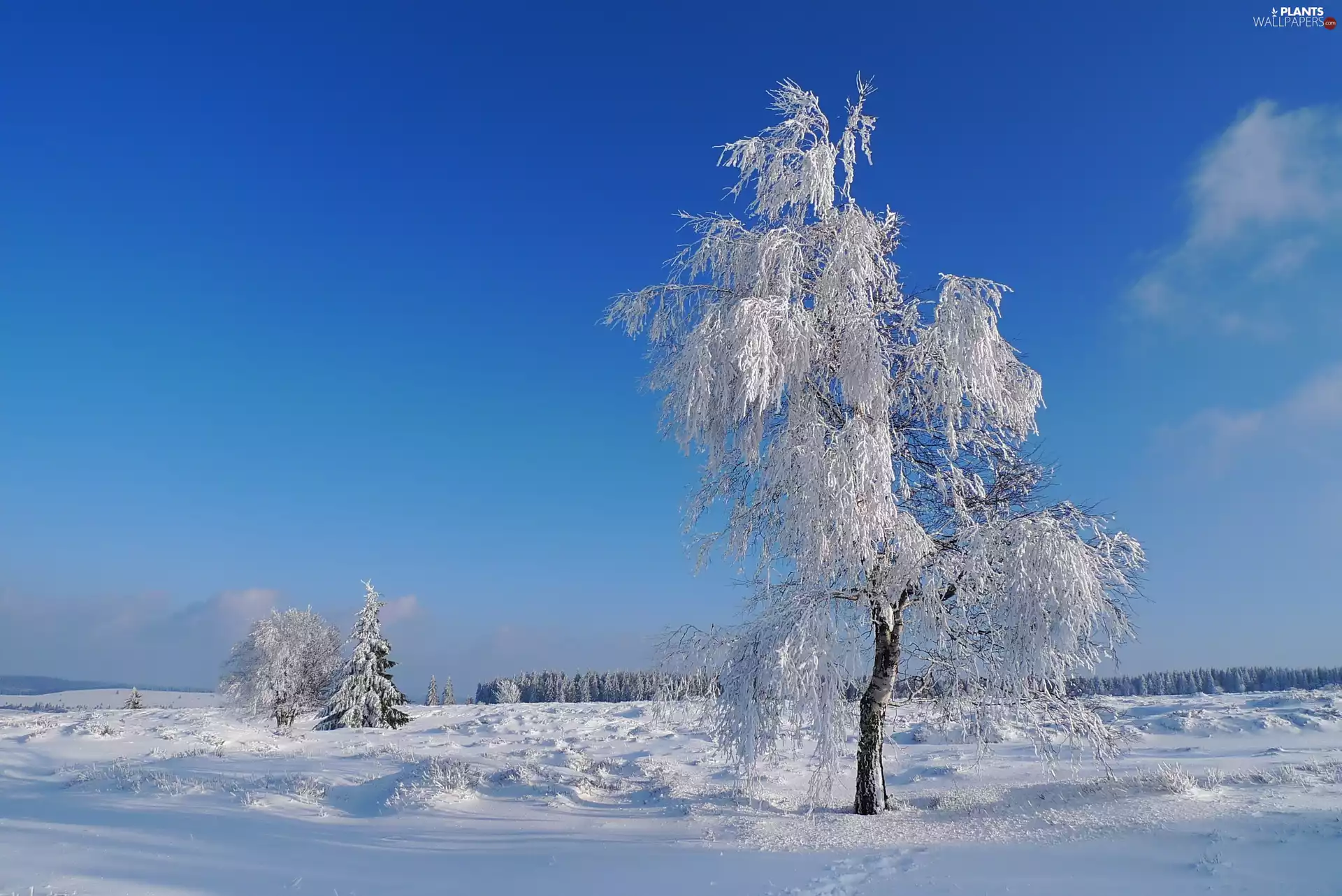 Sky, trees, snow