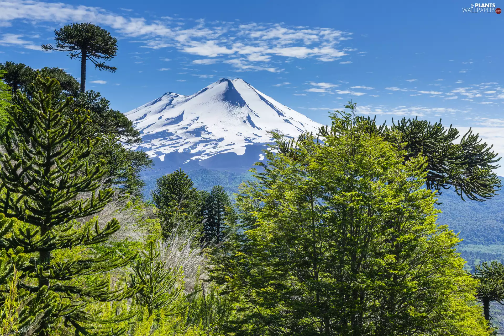 viewes, Sky, snow, trees, volcano