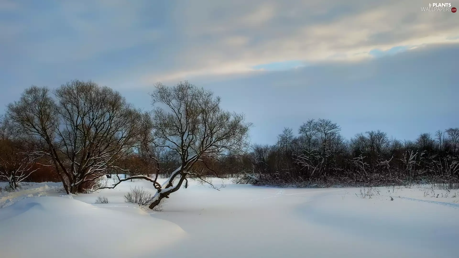 viewes, Sky, snow, trees, winter