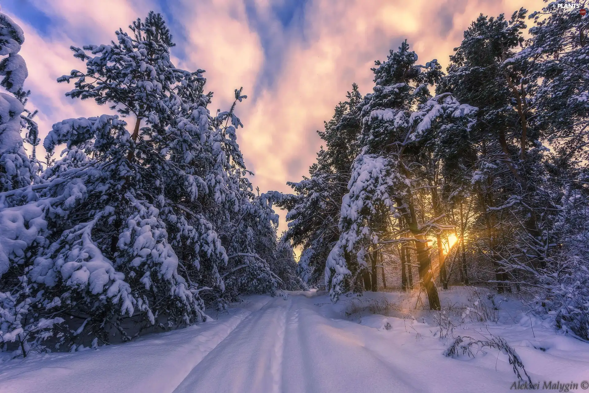 forest, winter, Snowy, trees, Way, clouds, light breaking through sky, snowy, viewes