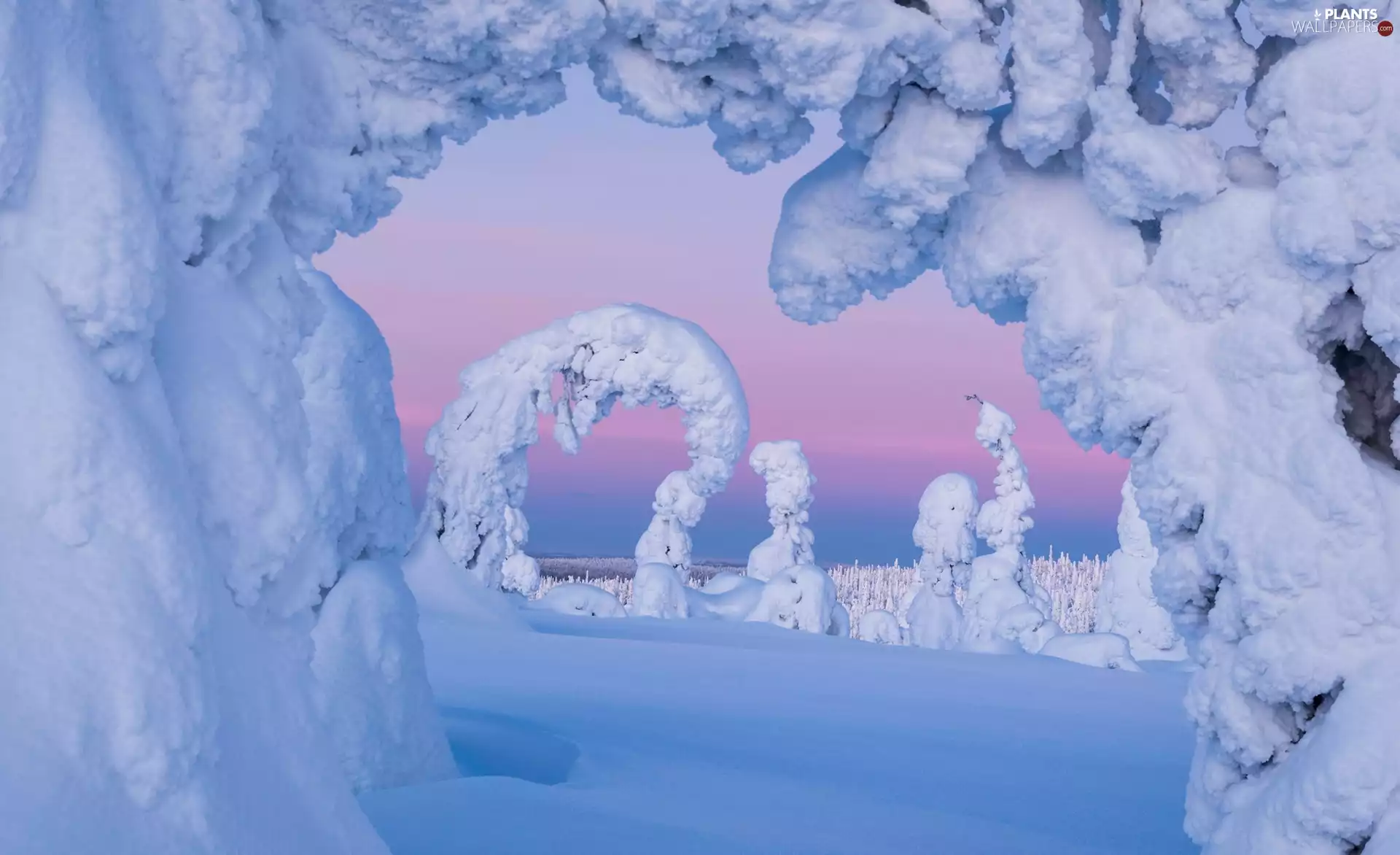 trees, winter, Pink, Sky, viewes, Snowy