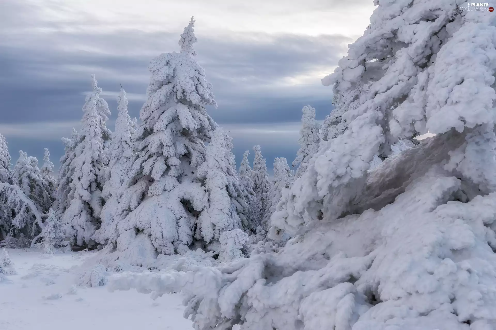 trees, winter, snow, Sky, viewes, snowy
