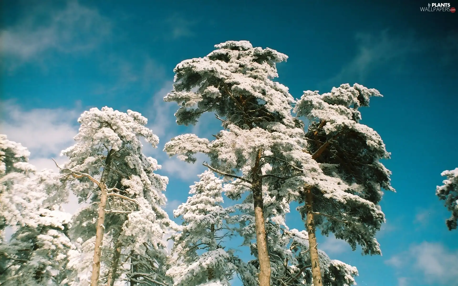 Snowy, viewes, Sky, trees