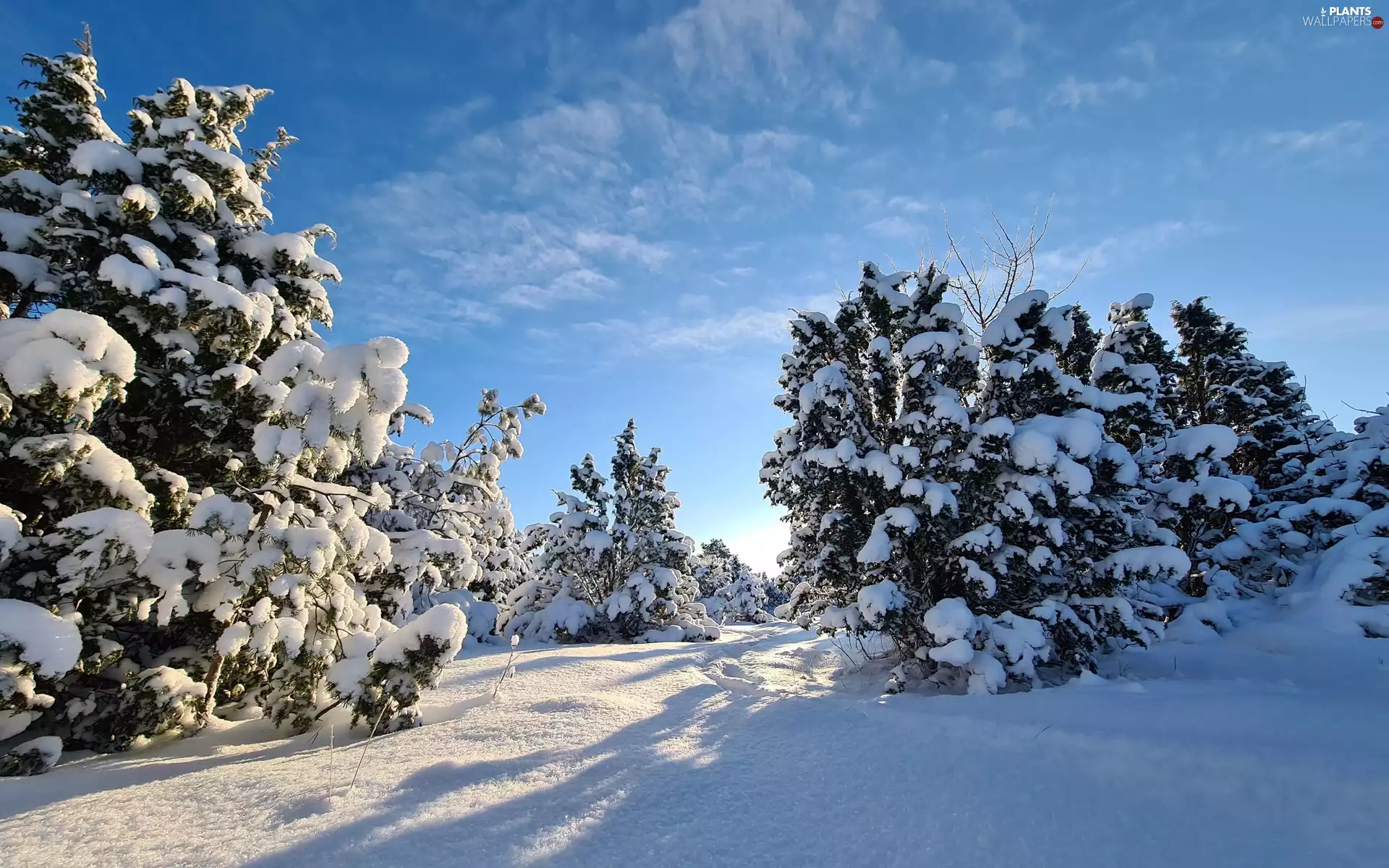 trees, forest, winter, Sky, viewes, Snowy