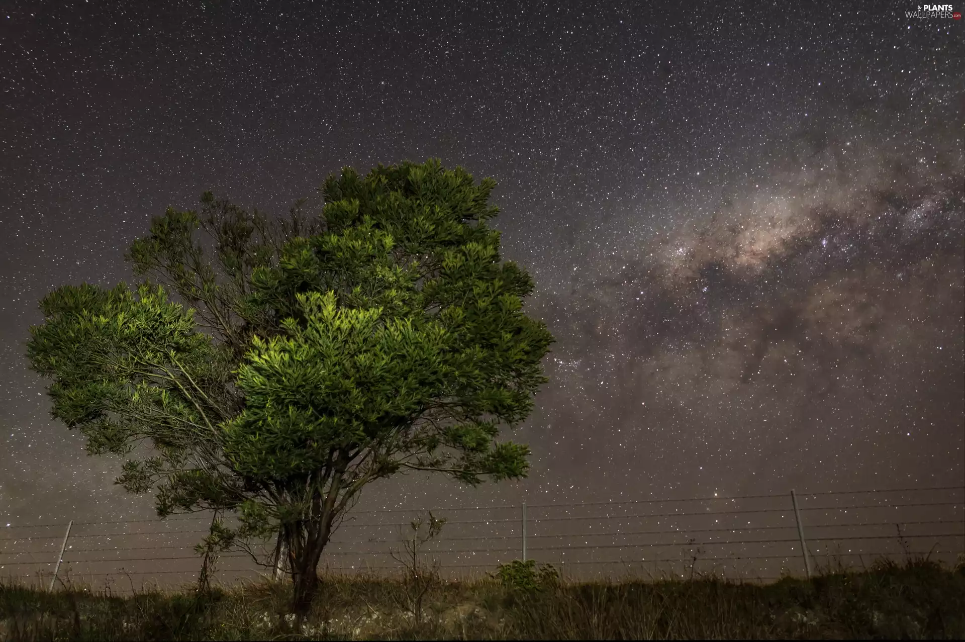 Starlit, trees, Meadow, Sky