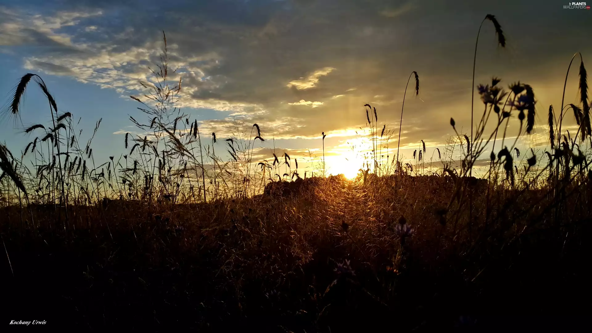 sun, Ears, corn, Sky