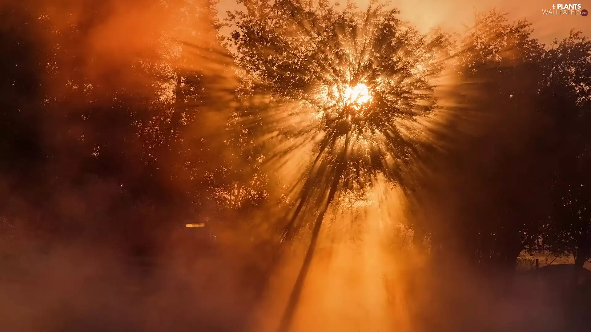 trees, viewes, sun, Fog, light breaking through sky