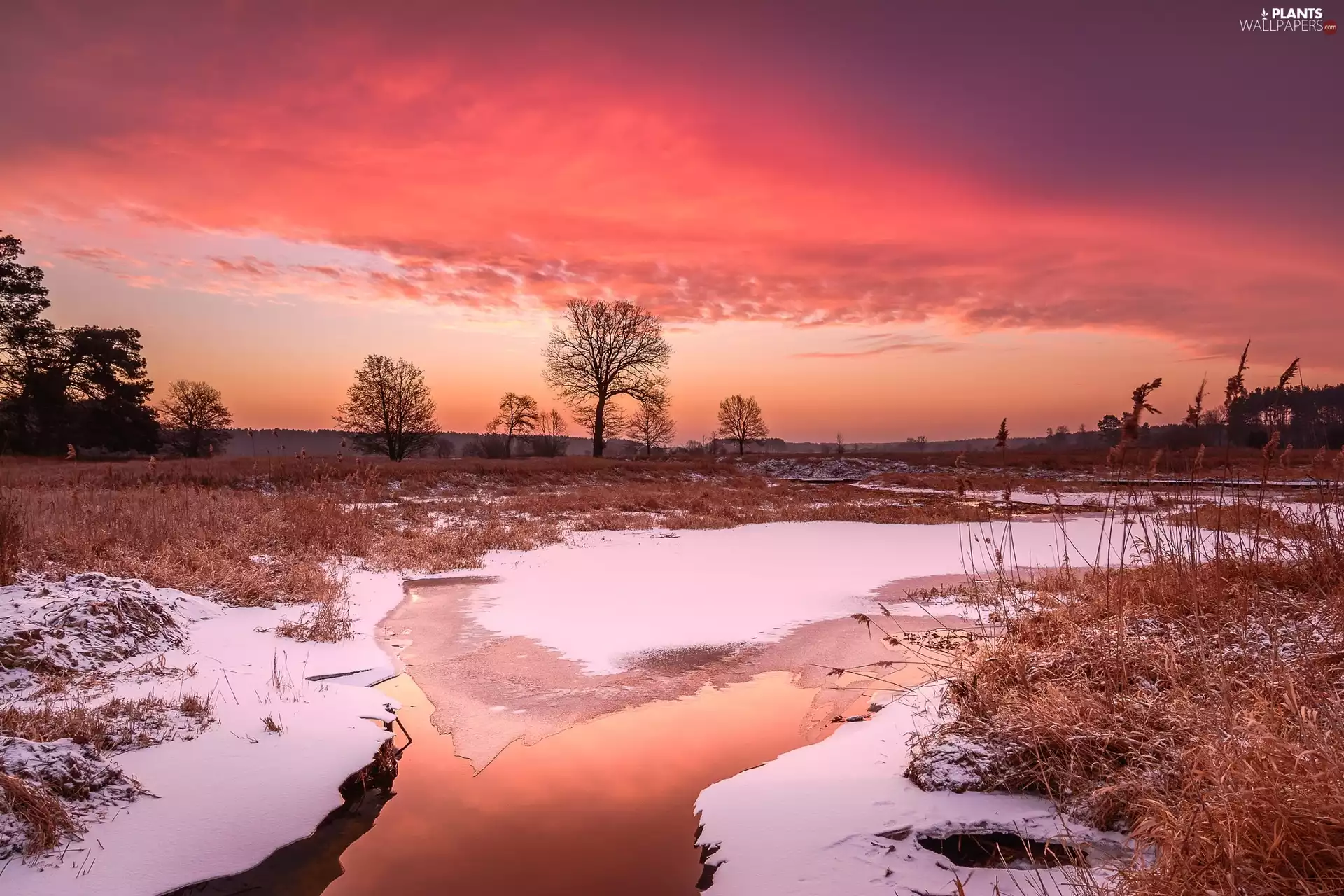viewes, Great Sunsets, Red, trees, winter, grass, Sky