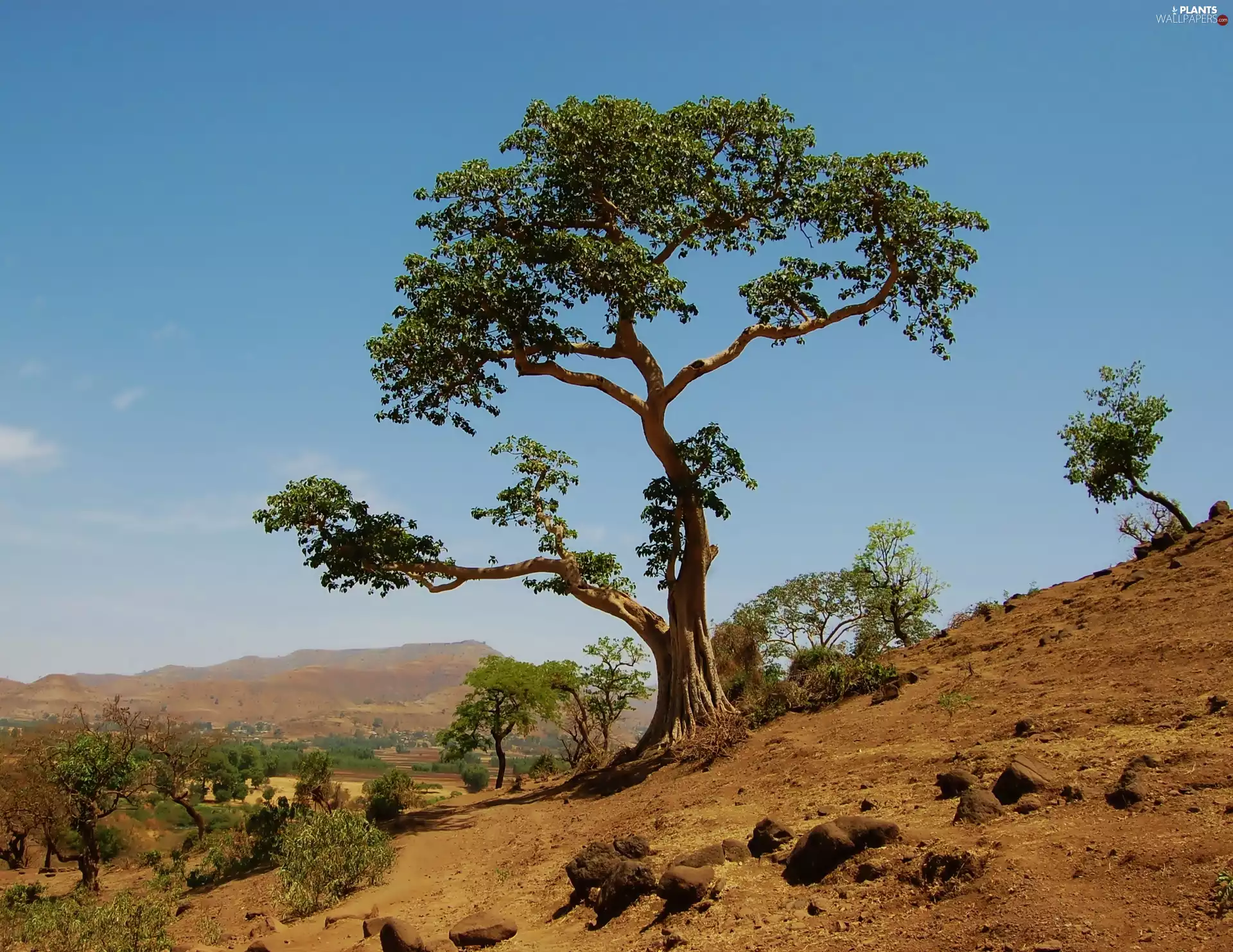 The Hills, trees, Sky