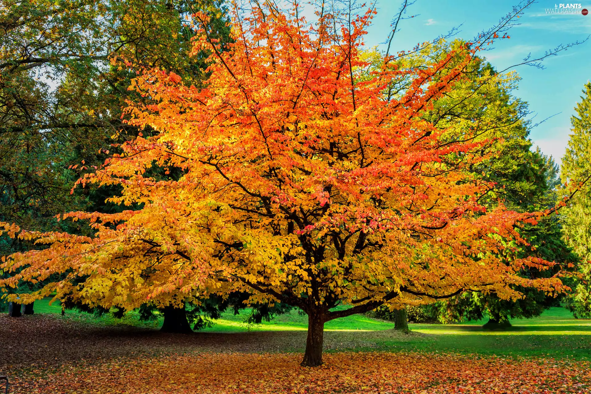 viewes, Park, autumn, Sky, Leaf, trees