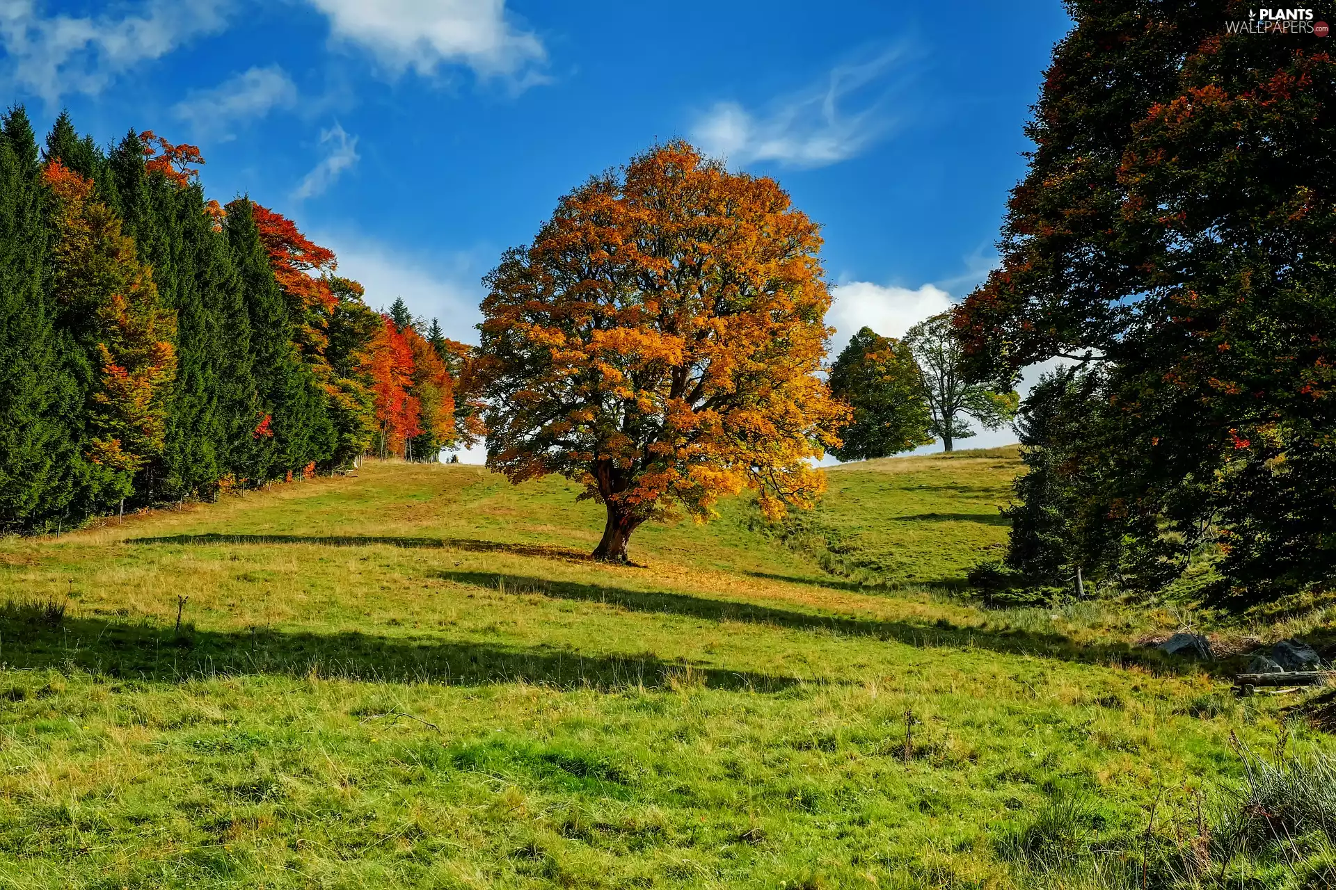 Meadow, Sky, trees, viewes, autumn