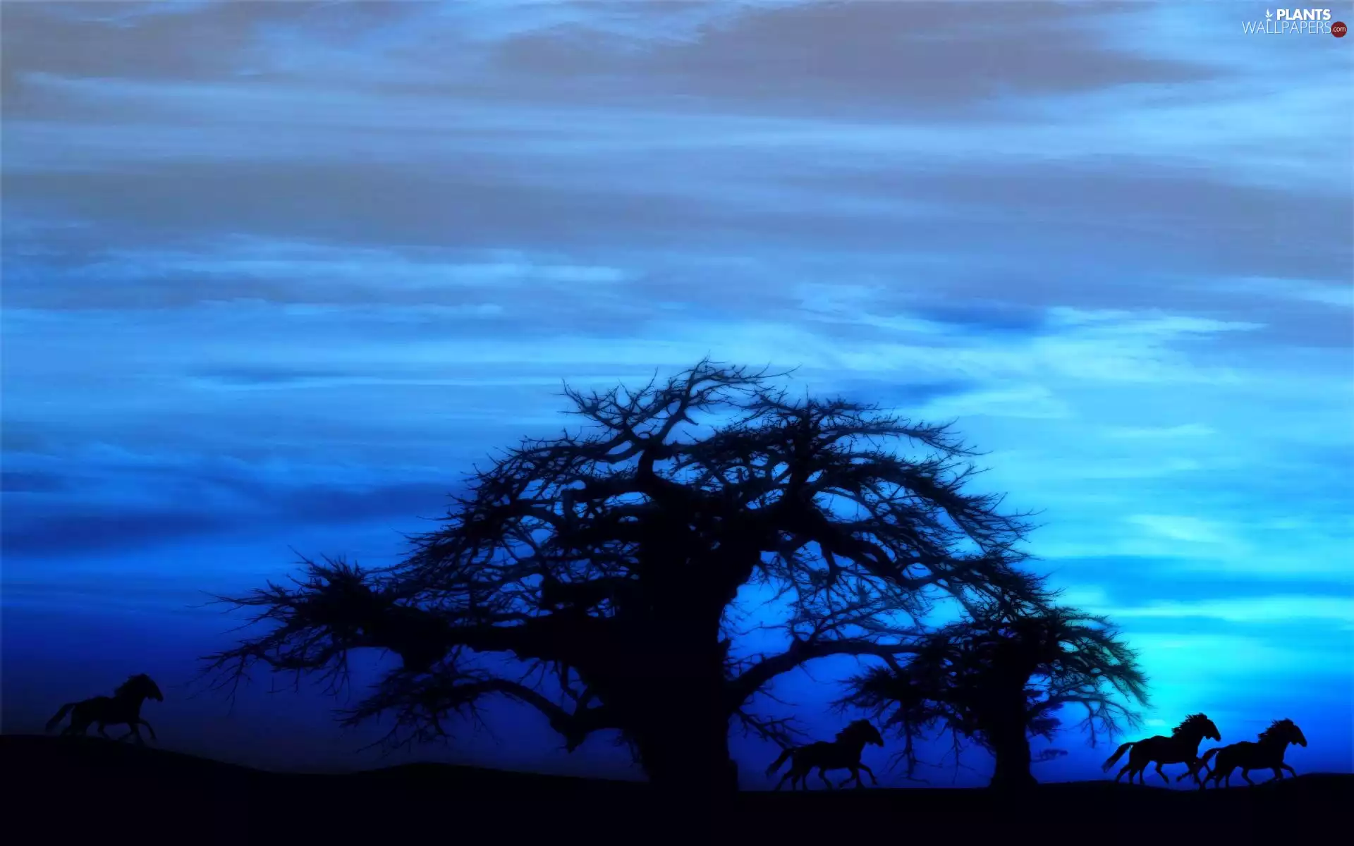 Night, Sky, trees, viewes, bloodstock
