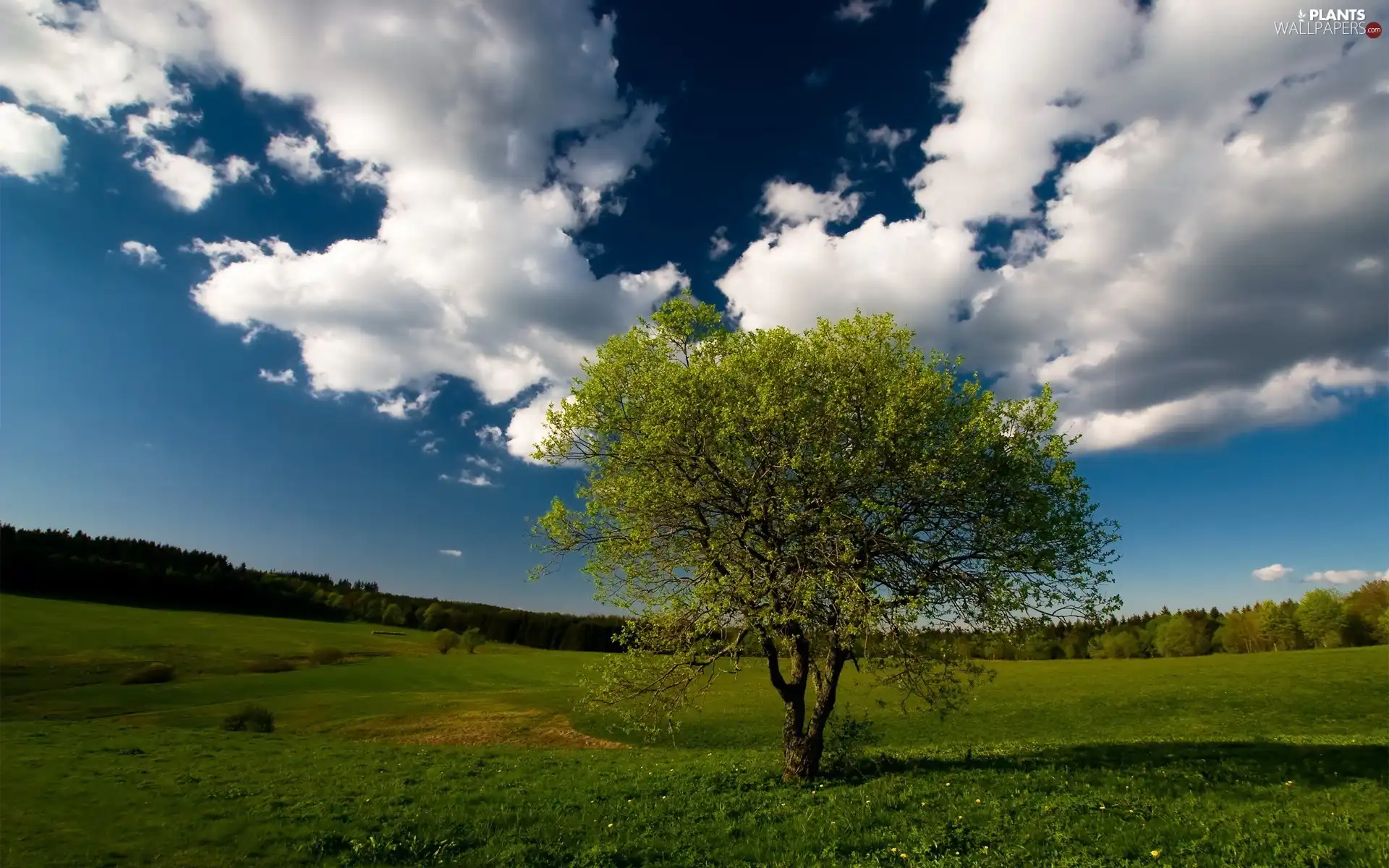 trees, clouds, Sky, Meadow