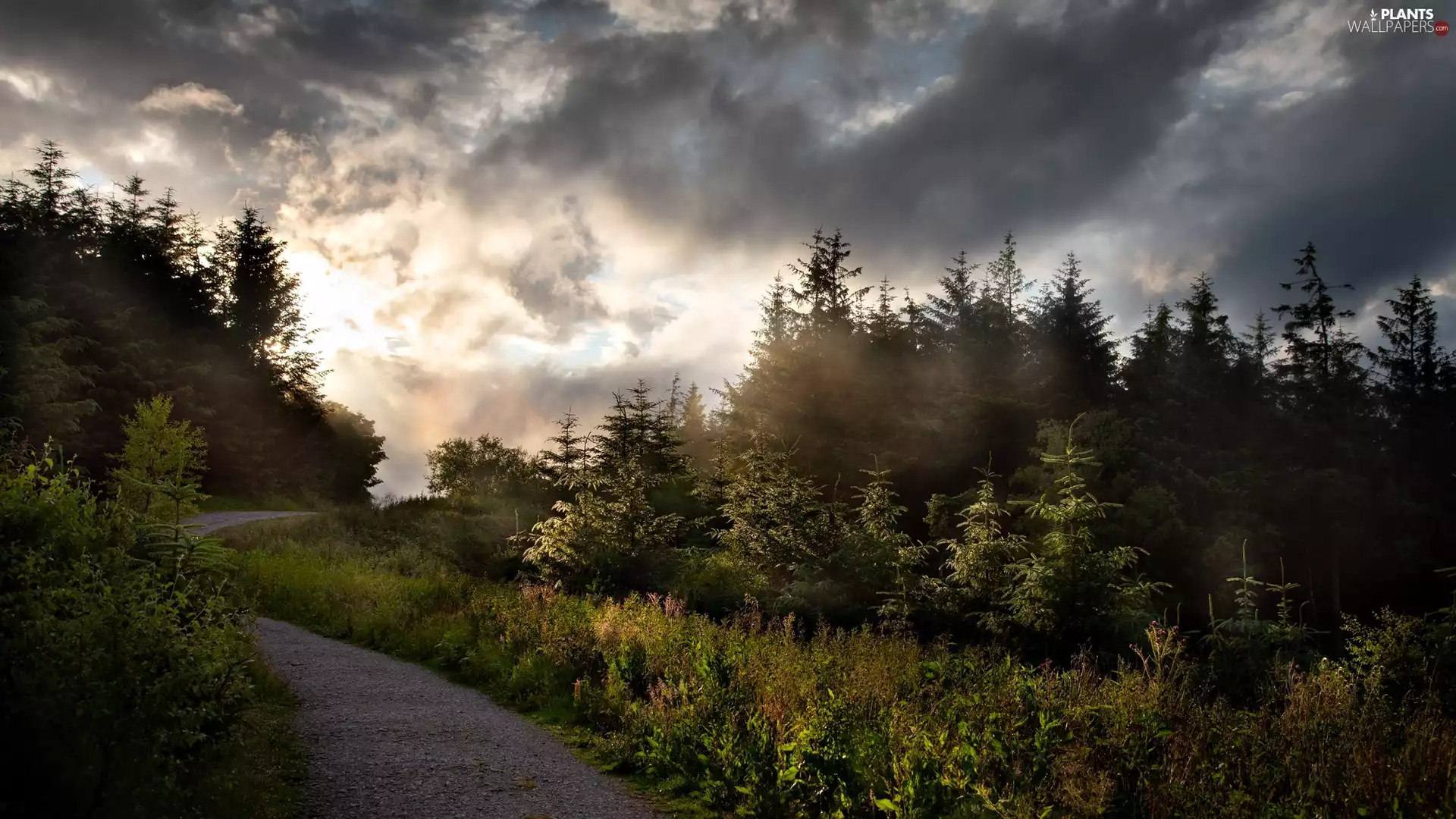 viewes, Way, Clouds, Sky, forest, trees