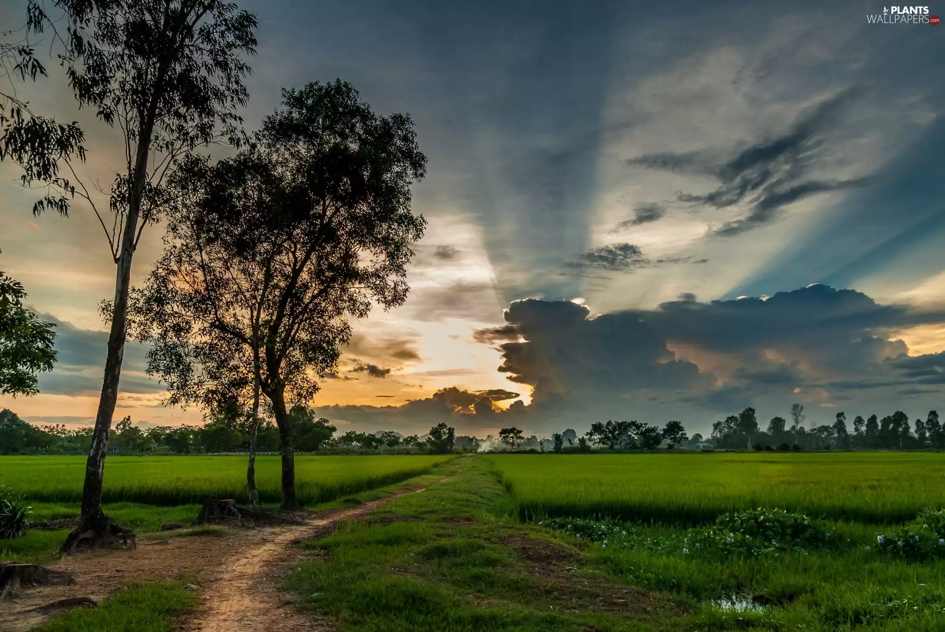 viewes, field, clouds, Sky, Path, trees