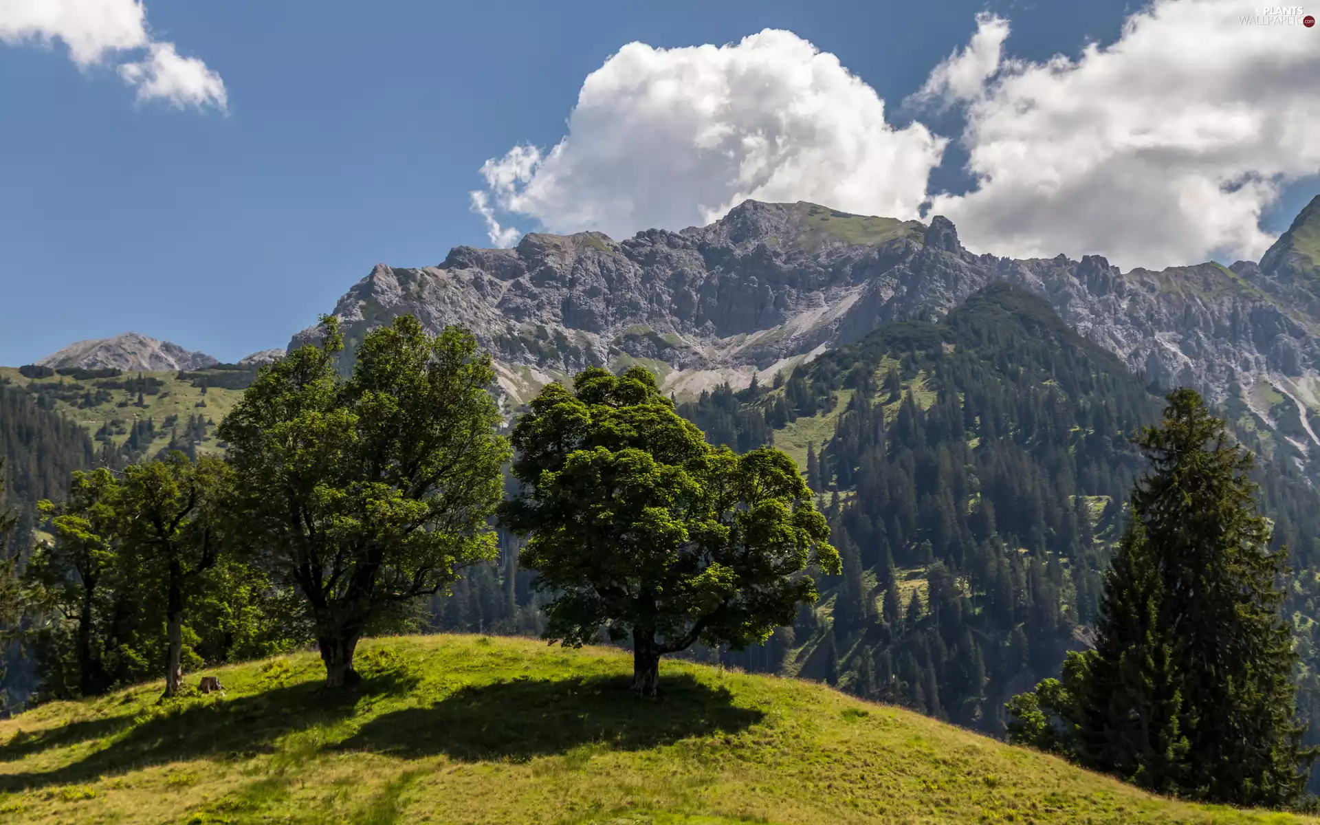 viewes, Mountains, clouds, Sky, summer, trees