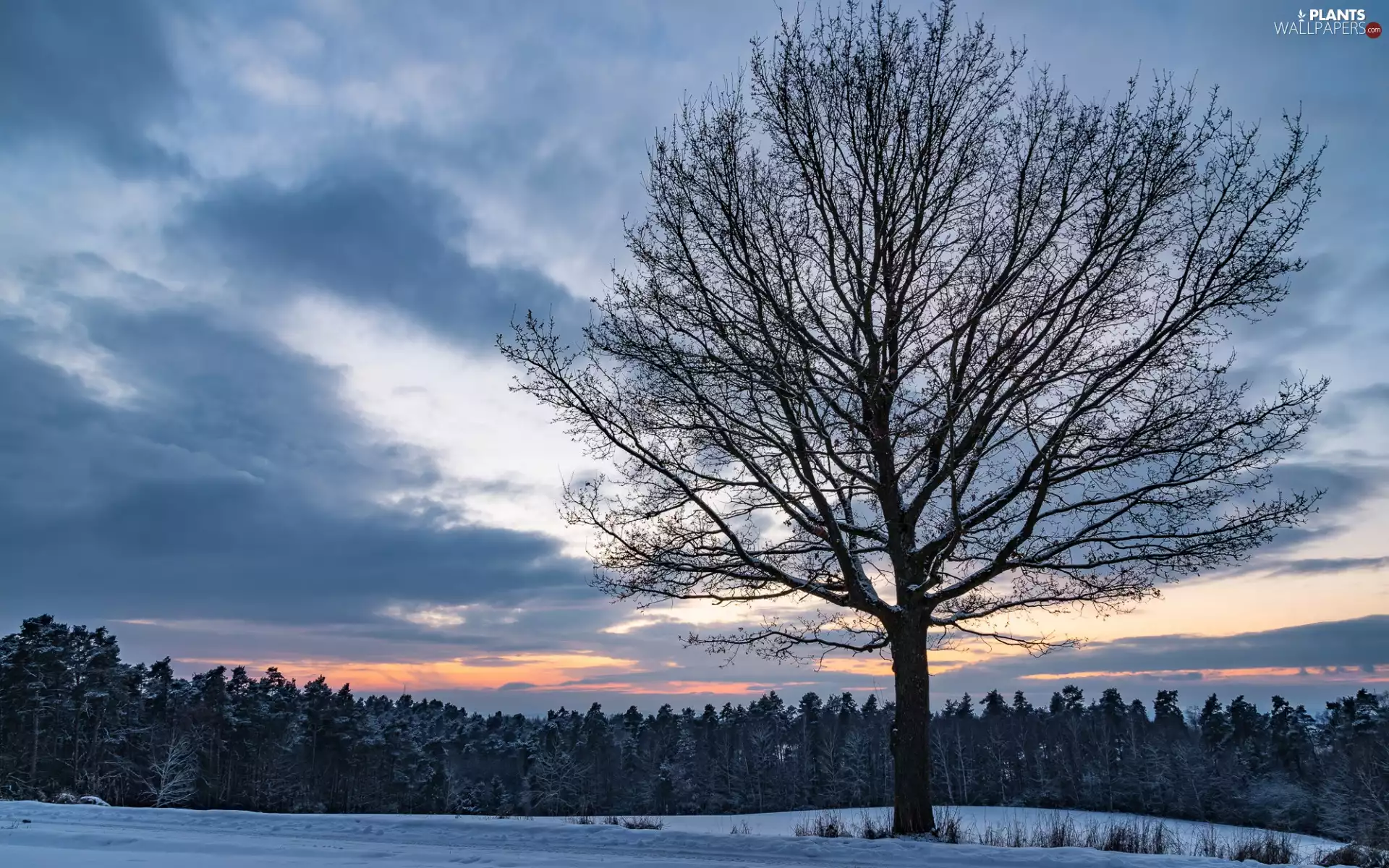 clouds, Field, trees, forest, winter, Great Sunsets, Sky