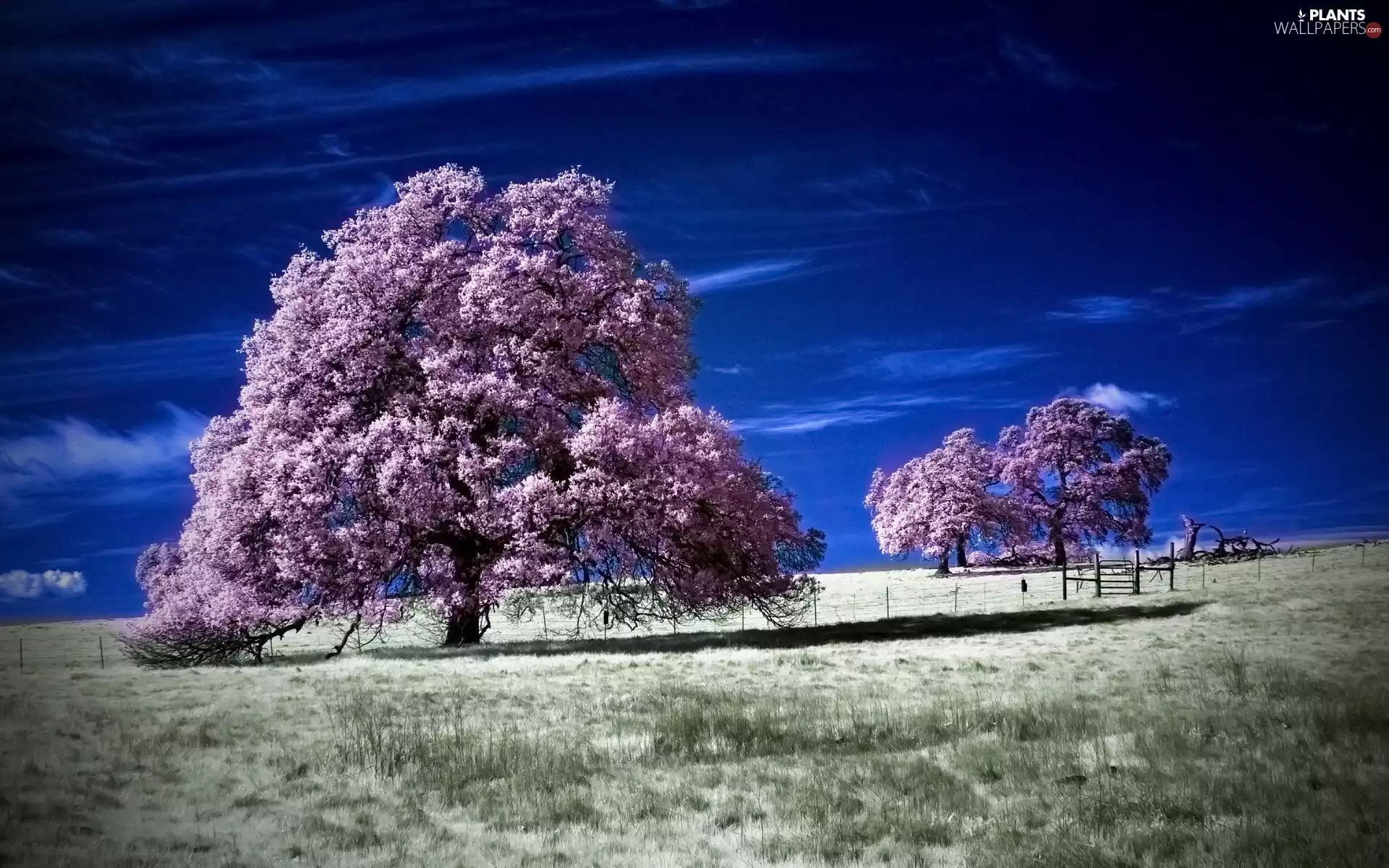 Field, Sky, trees, viewes, flourishing